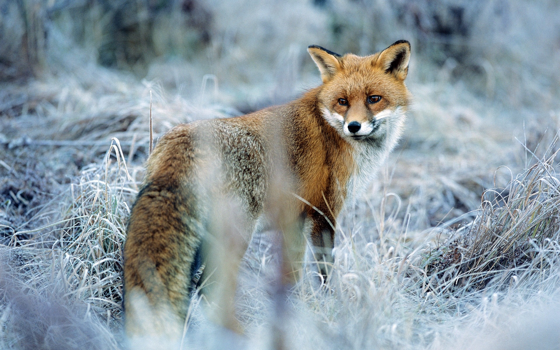 Animal close-up, cute fox HD wallpapers #8 - 1920x1200