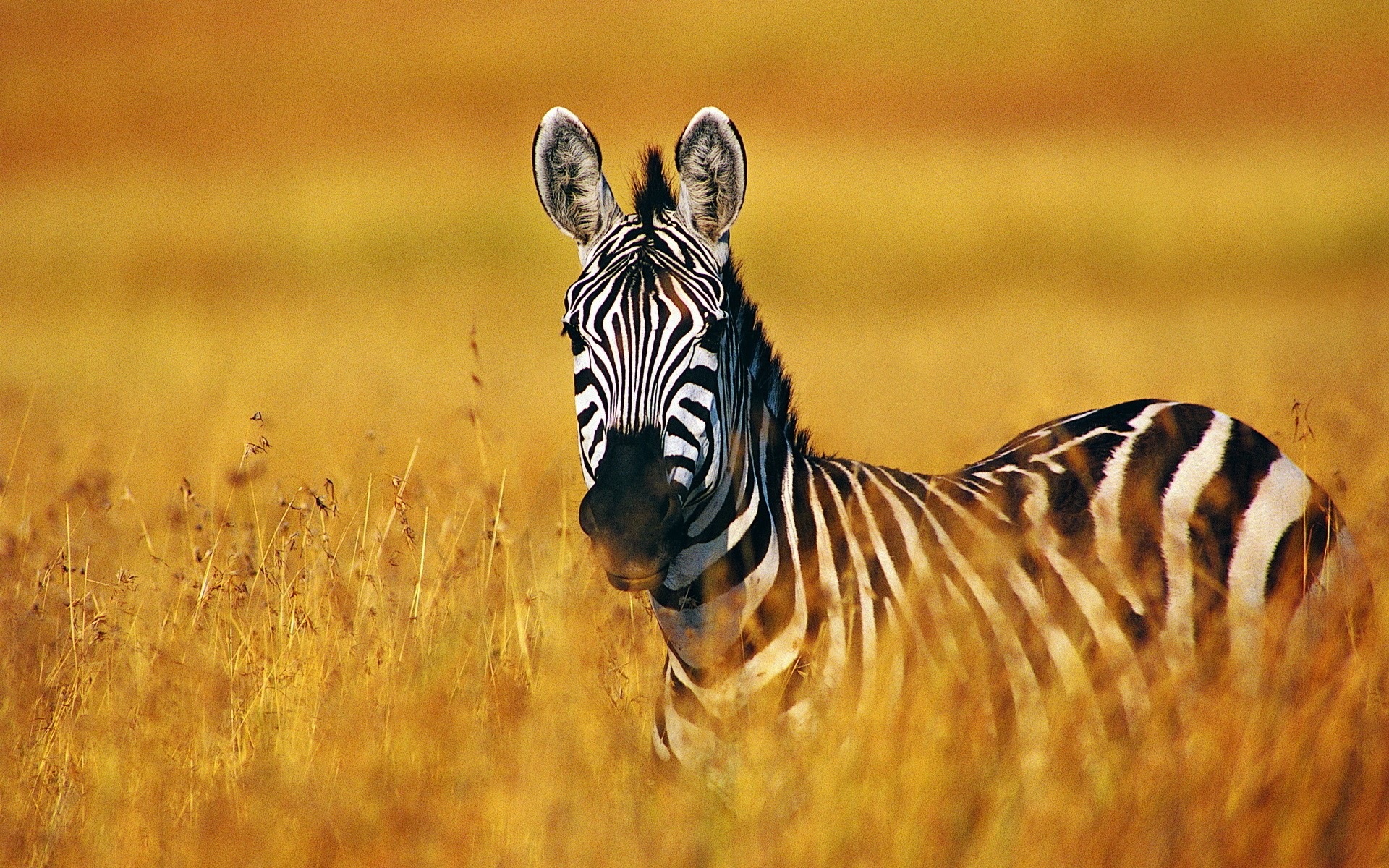 Black and white striped animal, zebra HD wallpapers #4 - 1920x1200