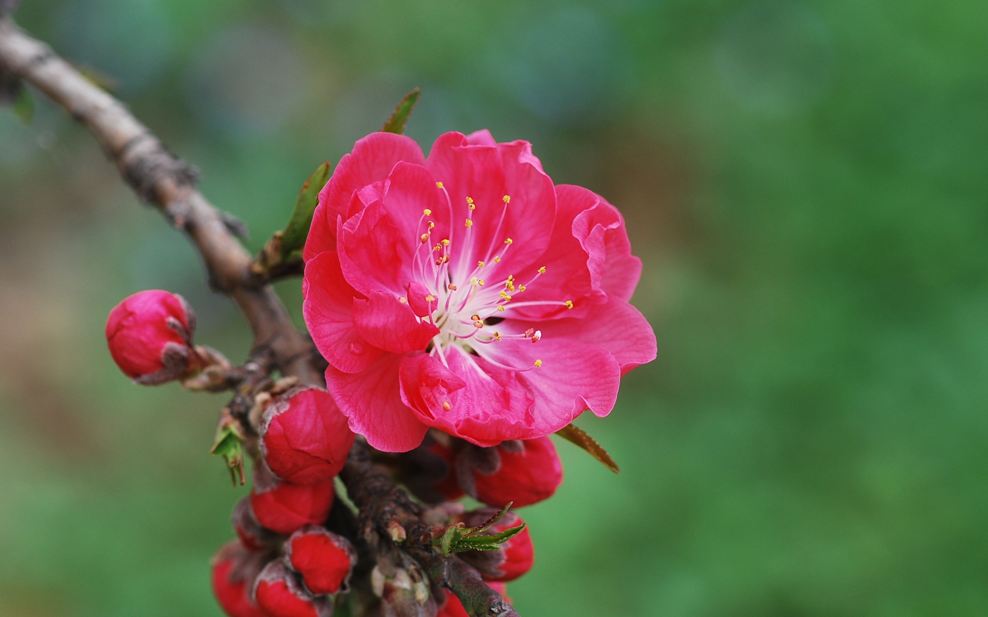 Pink peach flowers HD wallpaper #11 - 1920x1200