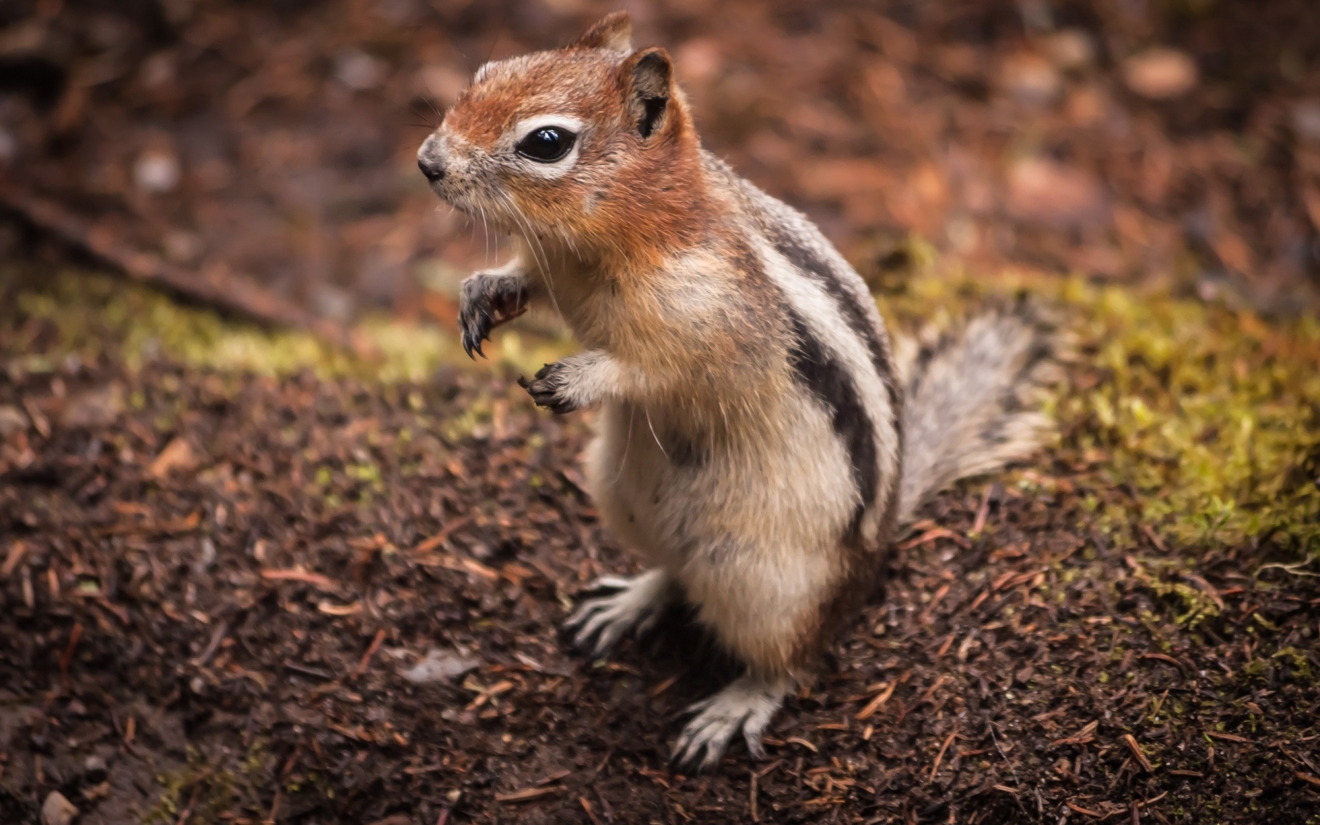 Animal close-up, cute squirrel HD wallpapers #2 - 1920x1200