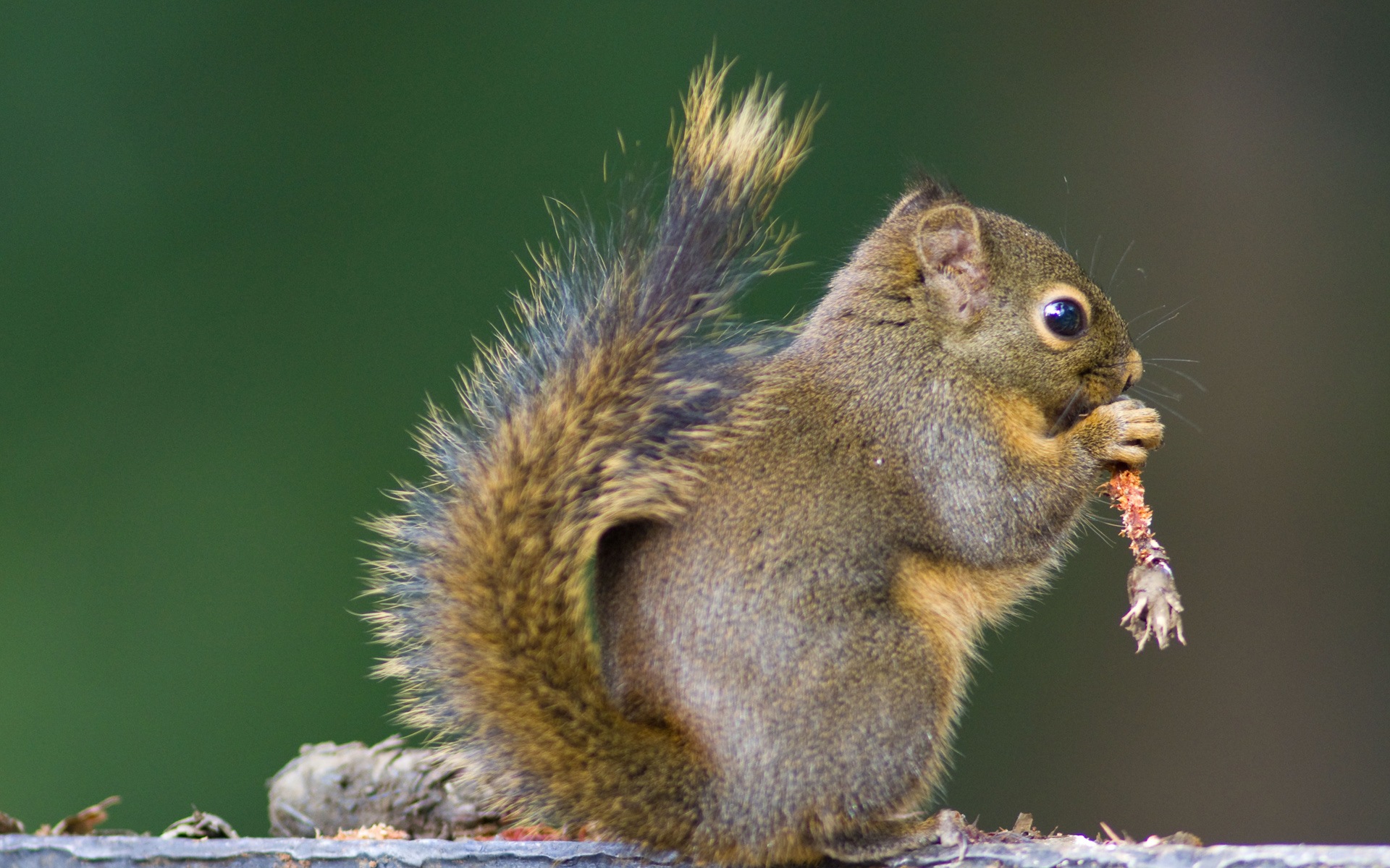 Animal close-up, cute squirrel HD wallpapers #5 - 1920x1200