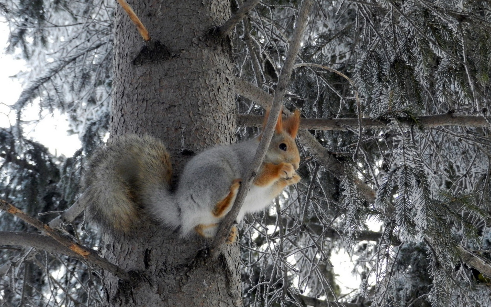 Animal close-up, cute squirrel HD wallpapers #6 - 1920x1200