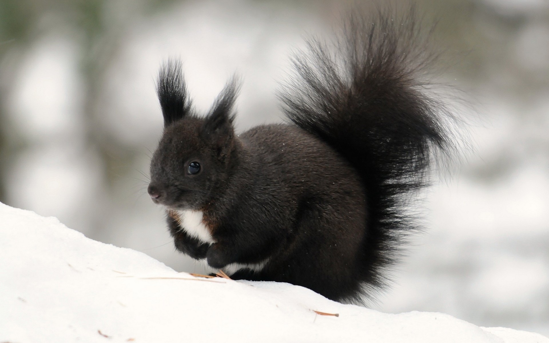 Animal close-up, cute squirrel HD wallpapers #7 - 1920x1200