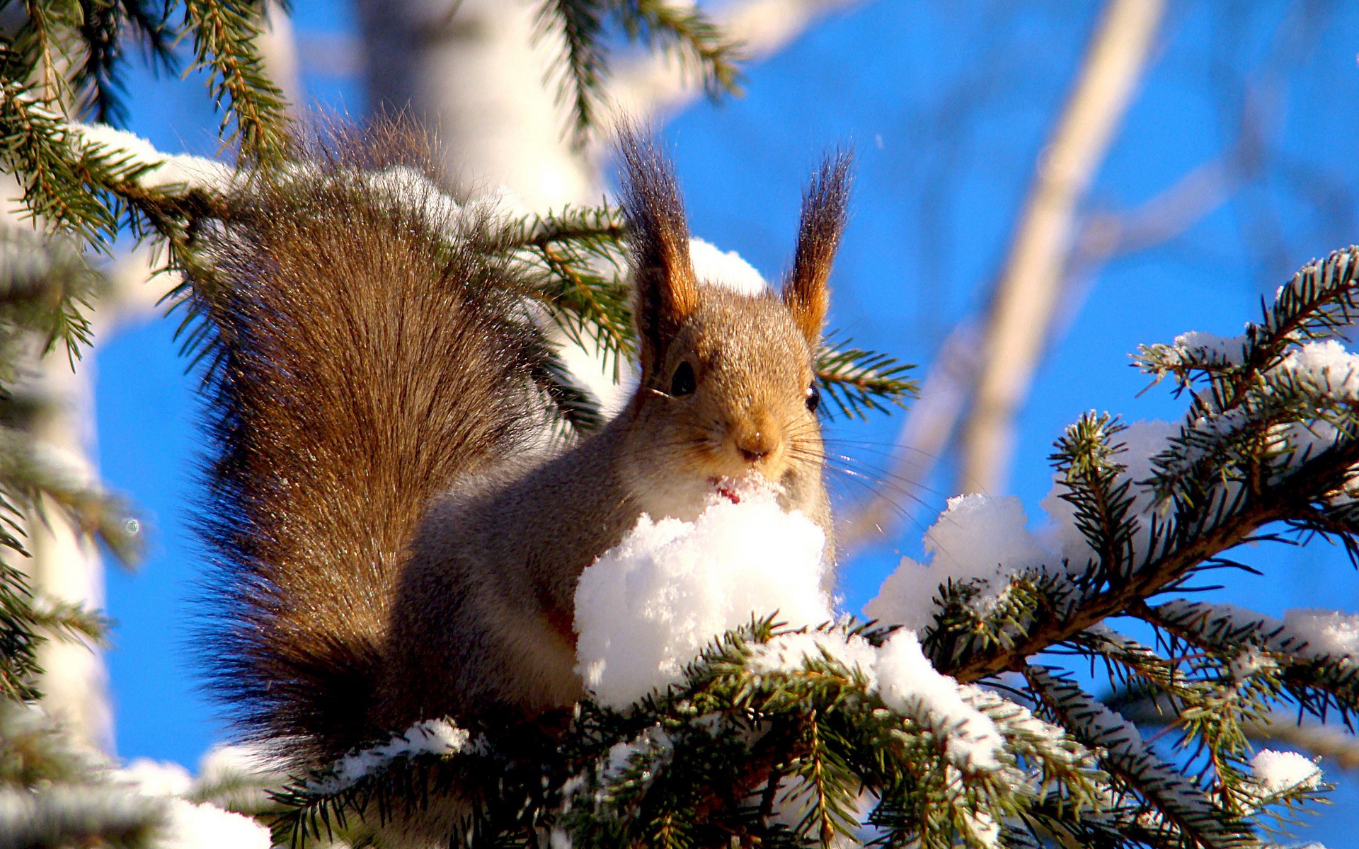 Animal close-up, cute squirrel HD wallpapers #8 - 1920x1200