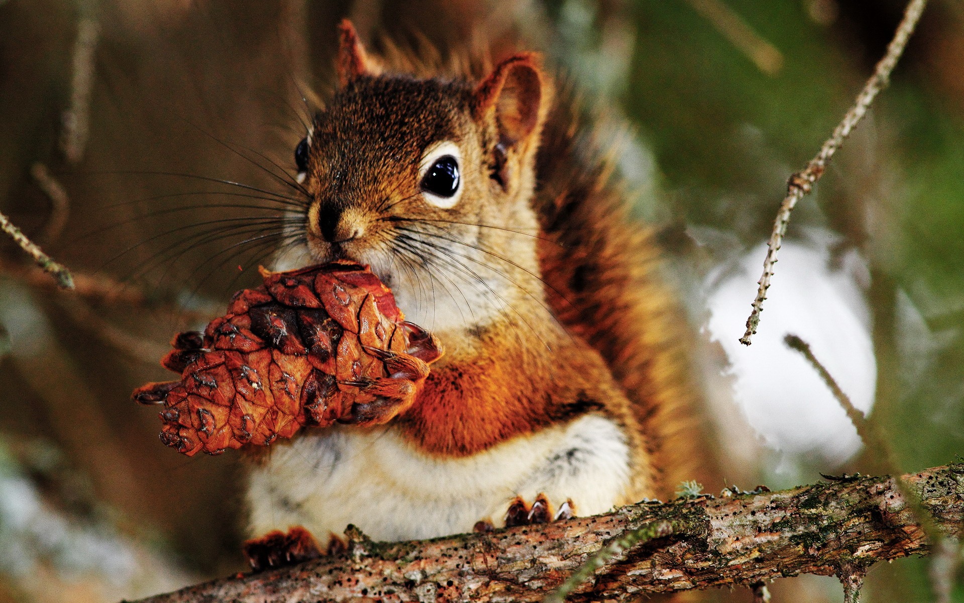 Animal close-up, cute squirrel HD wallpapers #11 - 1920x1200