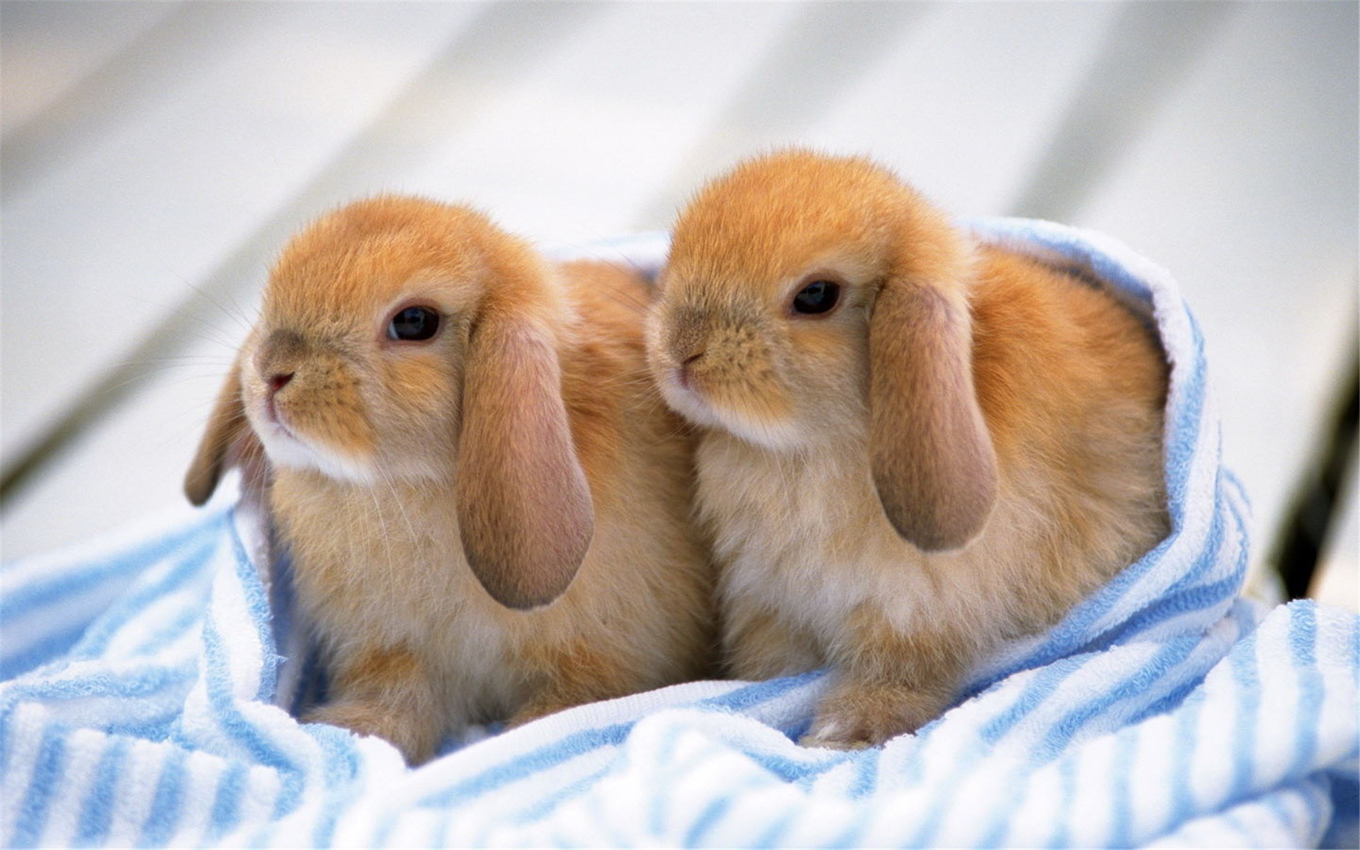Furry animals, cute bunny HD wallpapers #11 - 1920x1200
