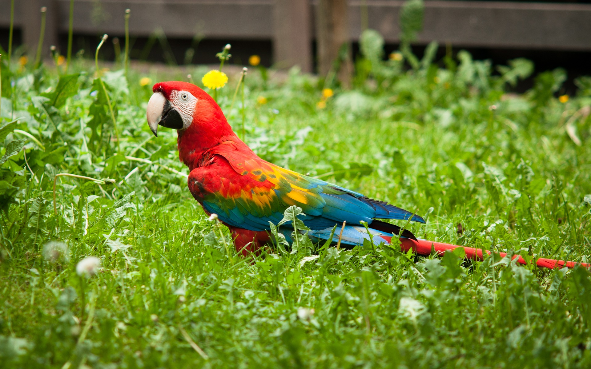 クローズアップのHDの壁紙をコンゴウインコ #8 - 1920x1200