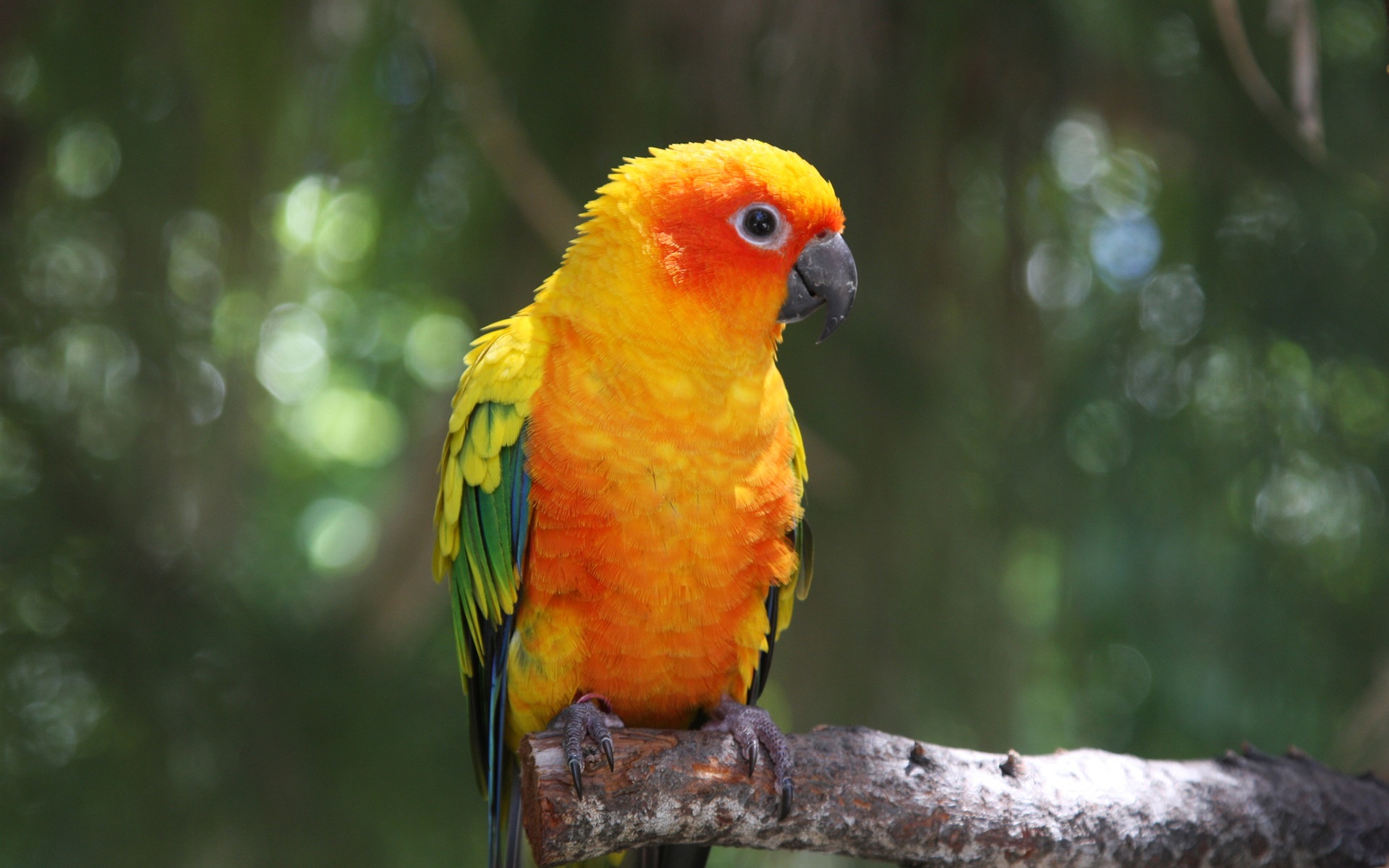 guacamayo primer plano HD fondos de pantalla #23 - 1920x1200