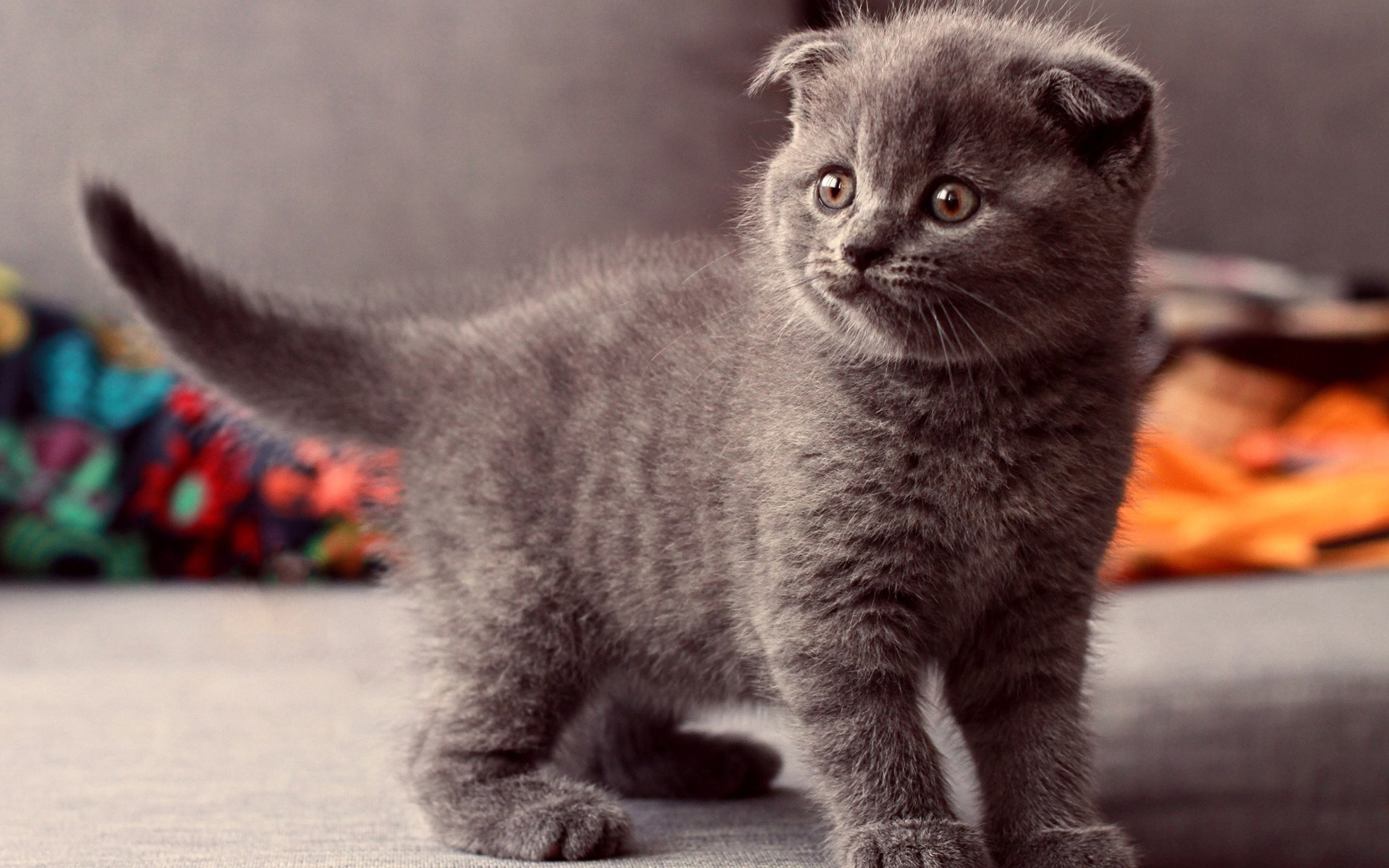 Cute pets, Scottish Fold cat HD wallpapers #7 - 1920x1200