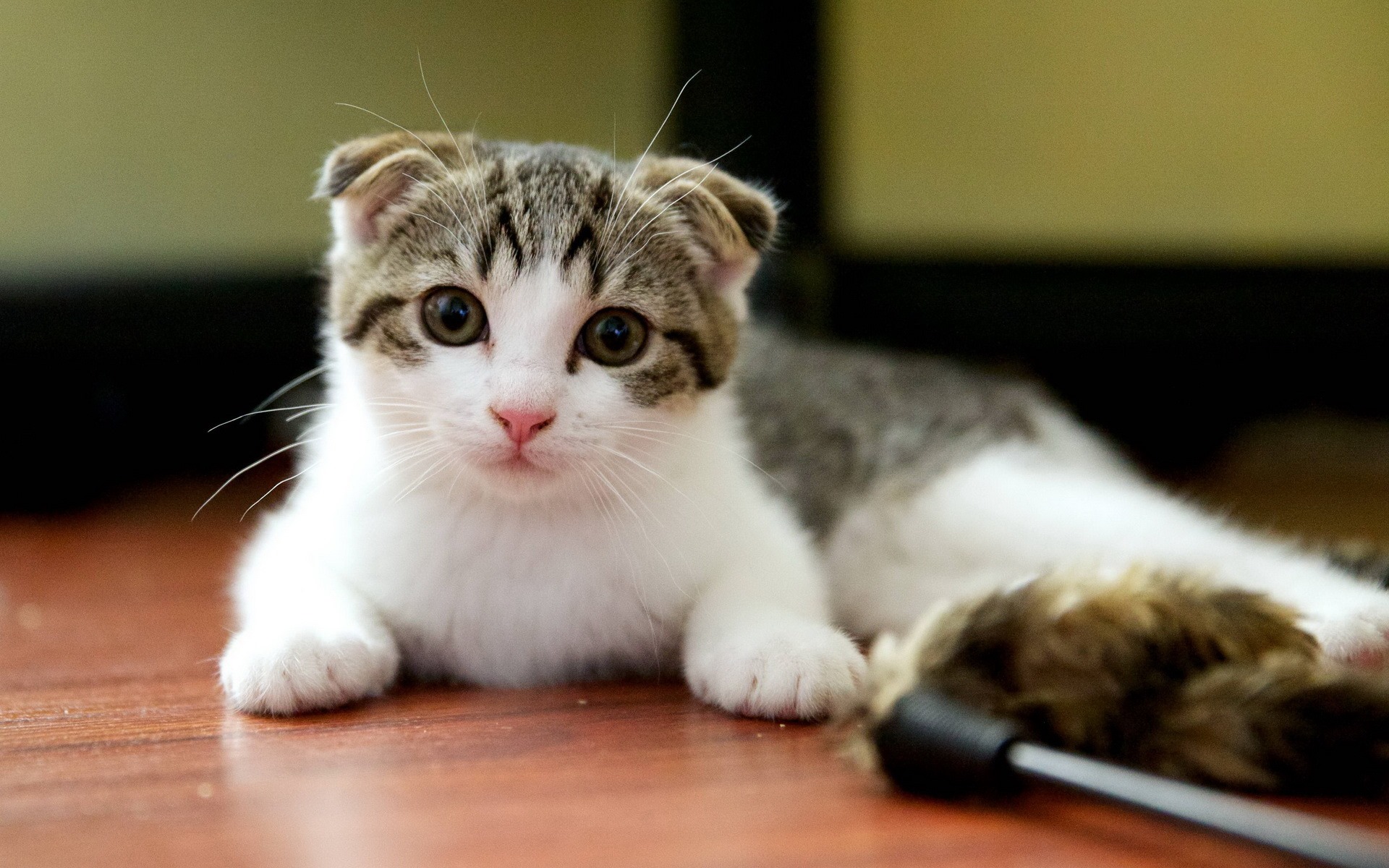 Cute pets, Scottish Fold cat HD wallpapers #22 - 1920x1200