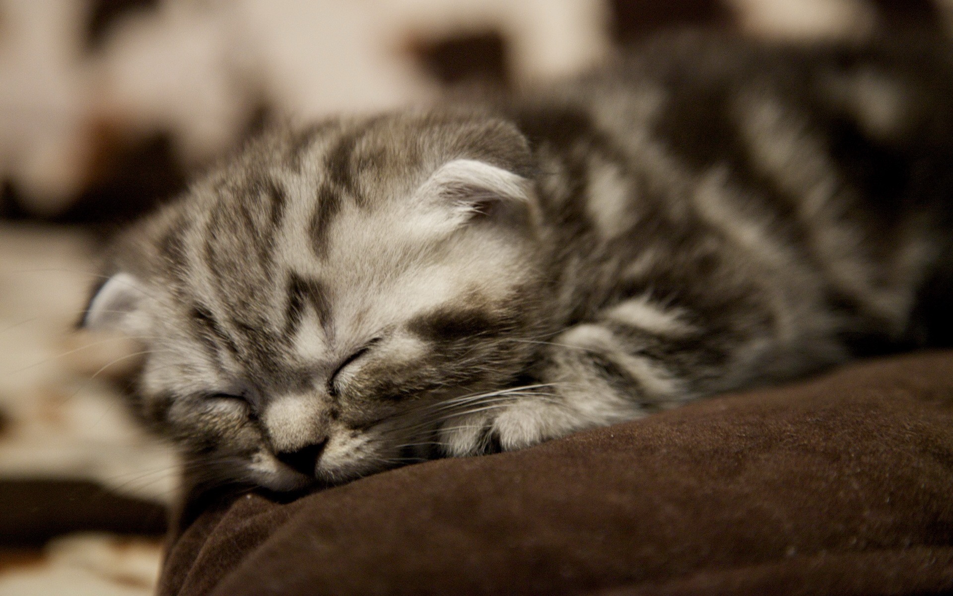 Roztomilé domácí zvířata, Scottish Fold kočka HD tapety na plochu #24 - 1920x1200