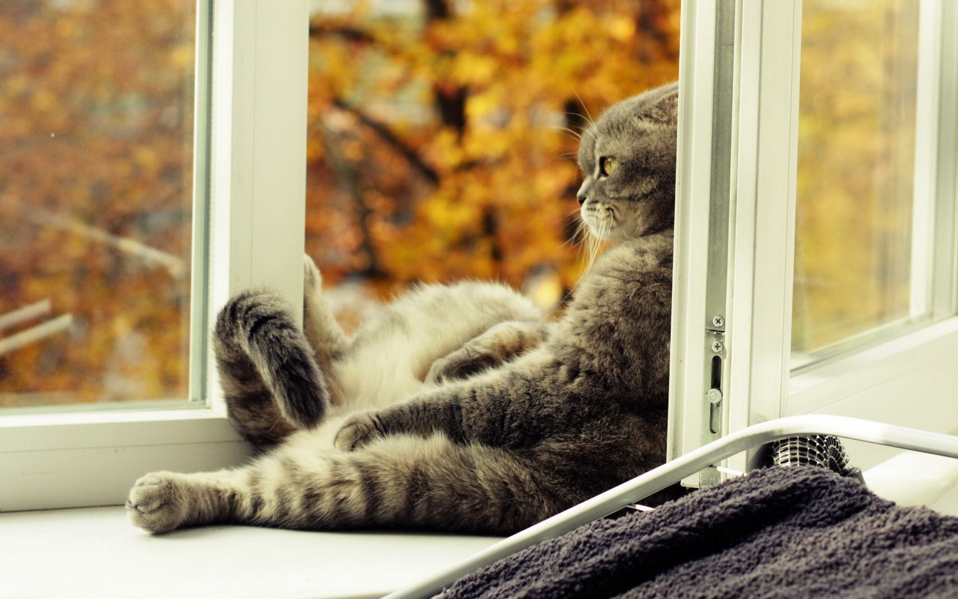 Cute pets, Scottish Fold cat HD wallpapers #38 - 1920x1200