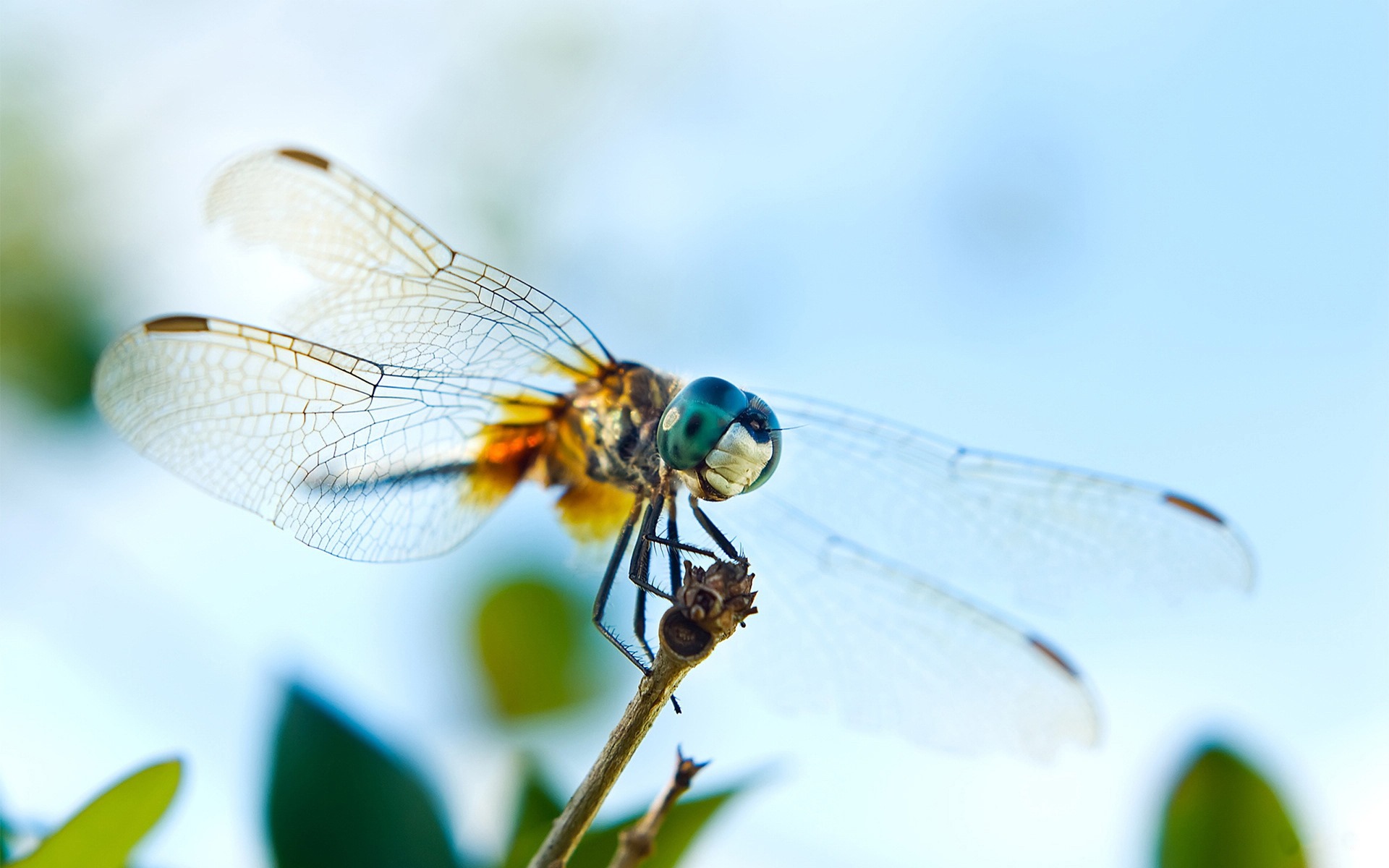 Insect close-up, dragonfly HD wallpapers #1 - 1920x1200