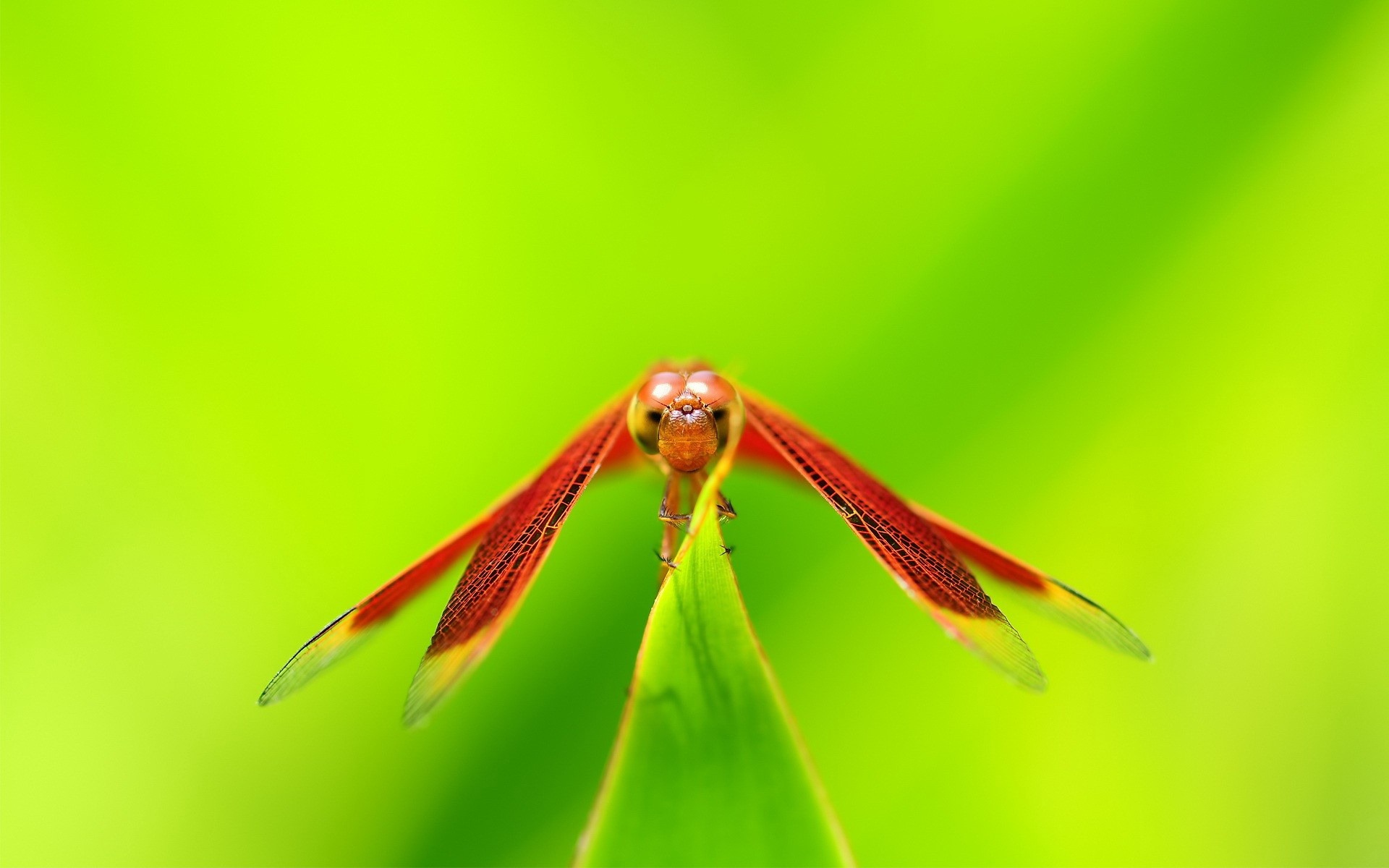 昆虫特写，蜻蜓高清壁纸7 - 1920x1200