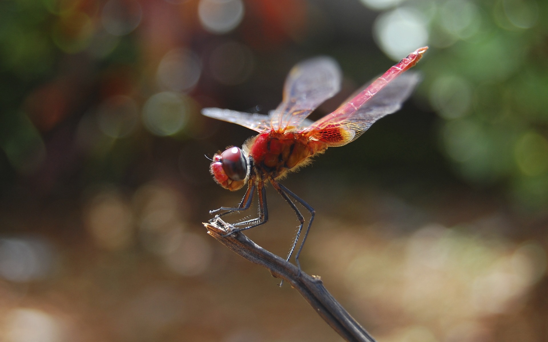 Insect close-up, dragonfly HD wallpapers #13 - 1920x1200