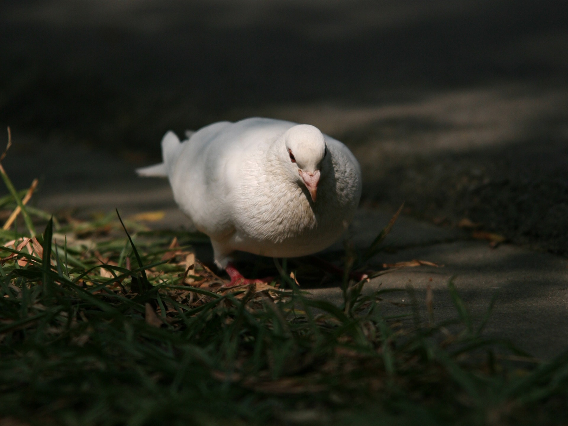 佳能 EOS 5D 样张壁纸 (评测样张)1 - 1920x1440