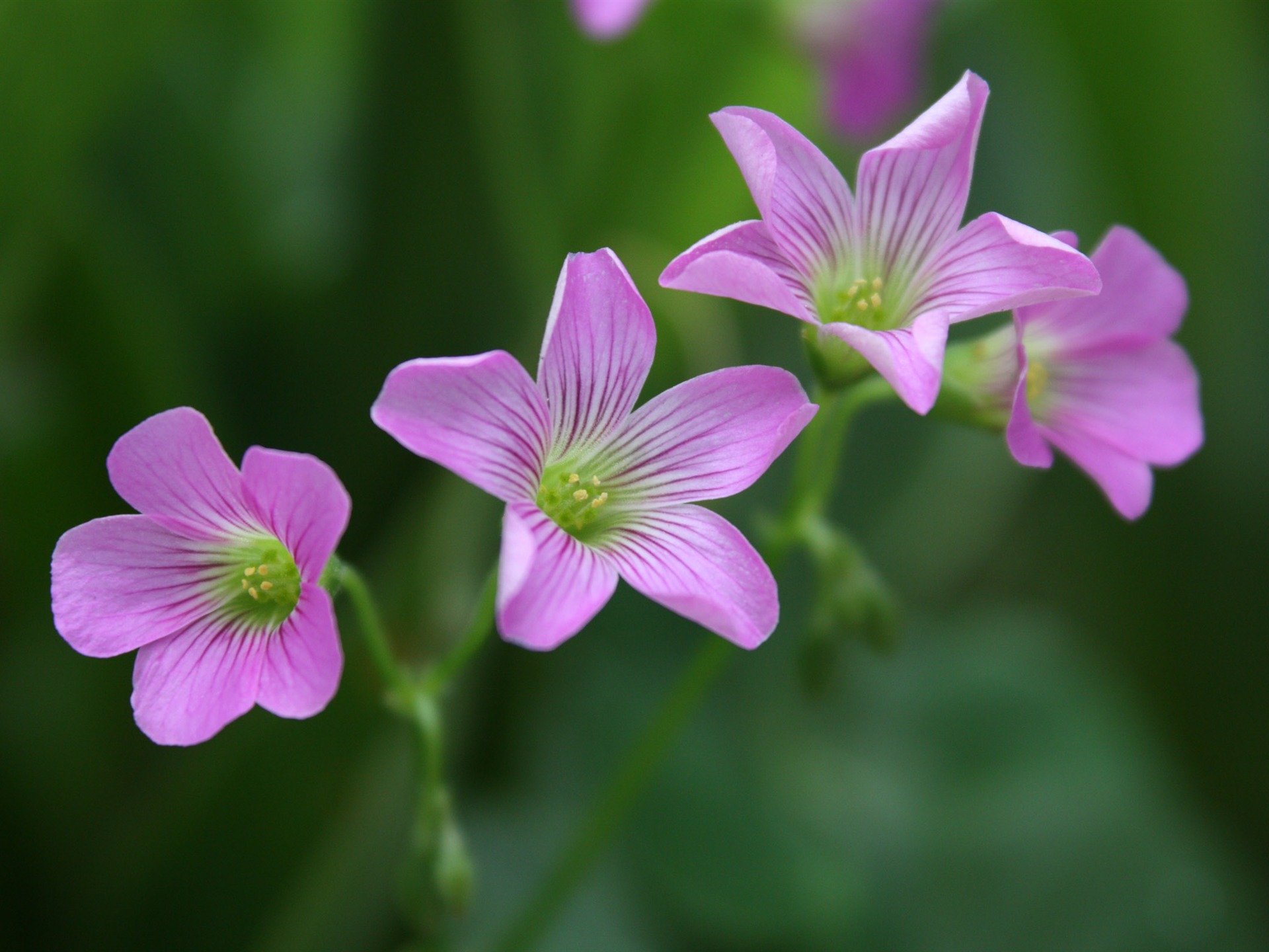 캐논 EOS 450D 교정 배경 화면 #1 - 1920x1440