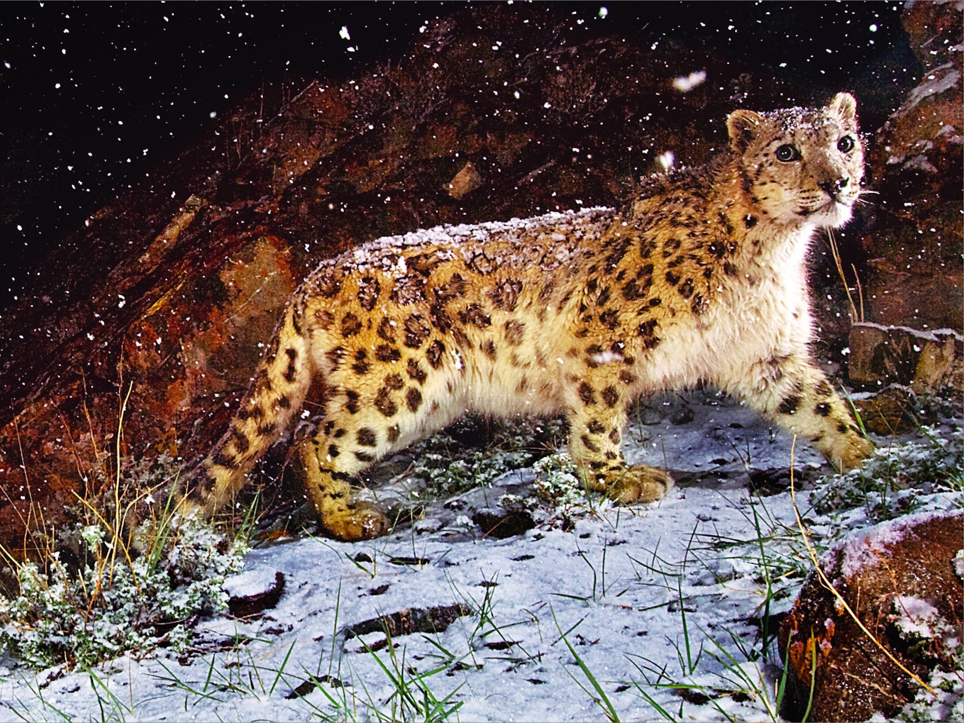 Apple Snow Leopard standardní wallpaper plné #1 - 1920x1440