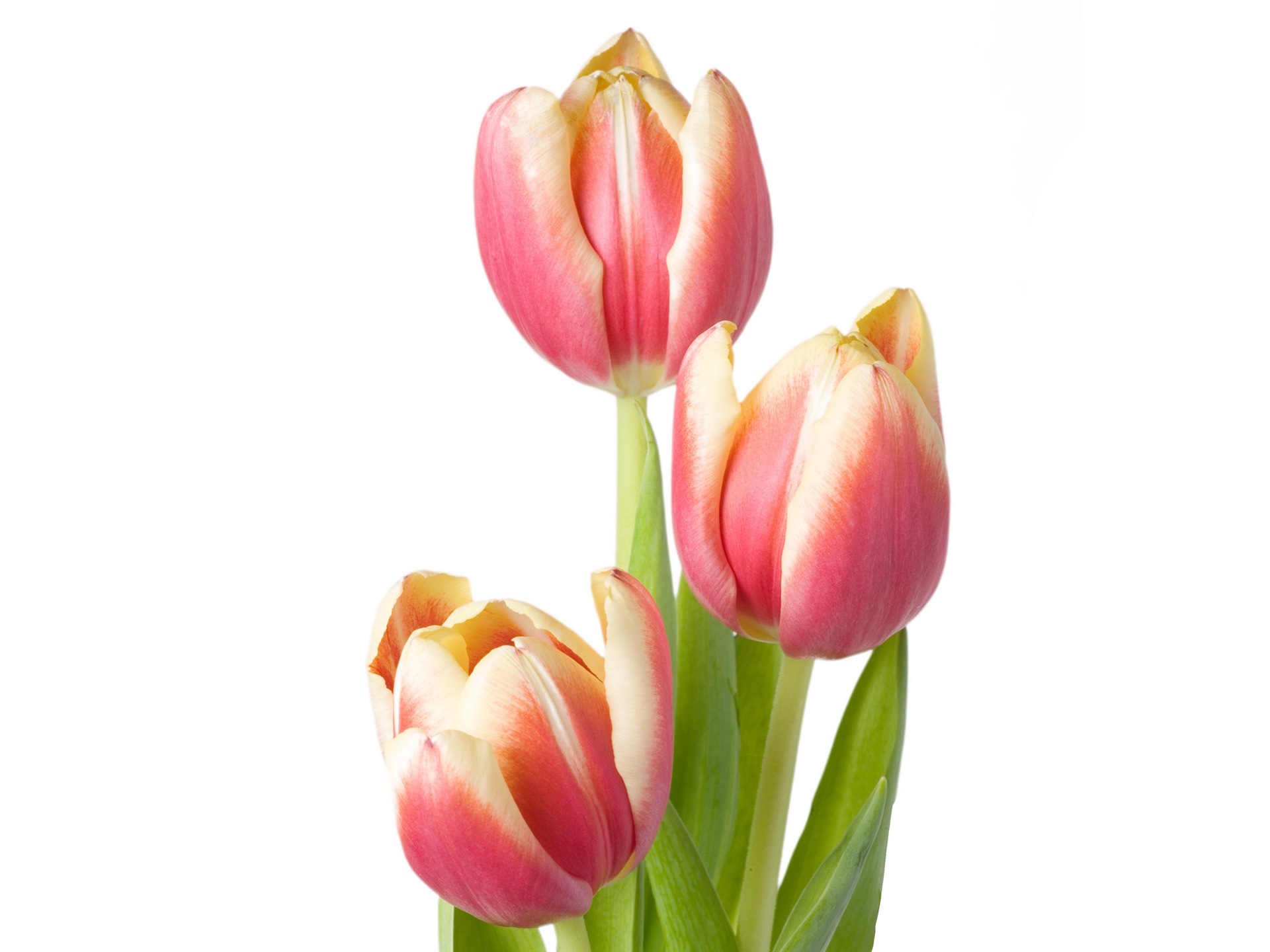 fondos de escritorio de gran tulipán (4) #14 - 1920x1440