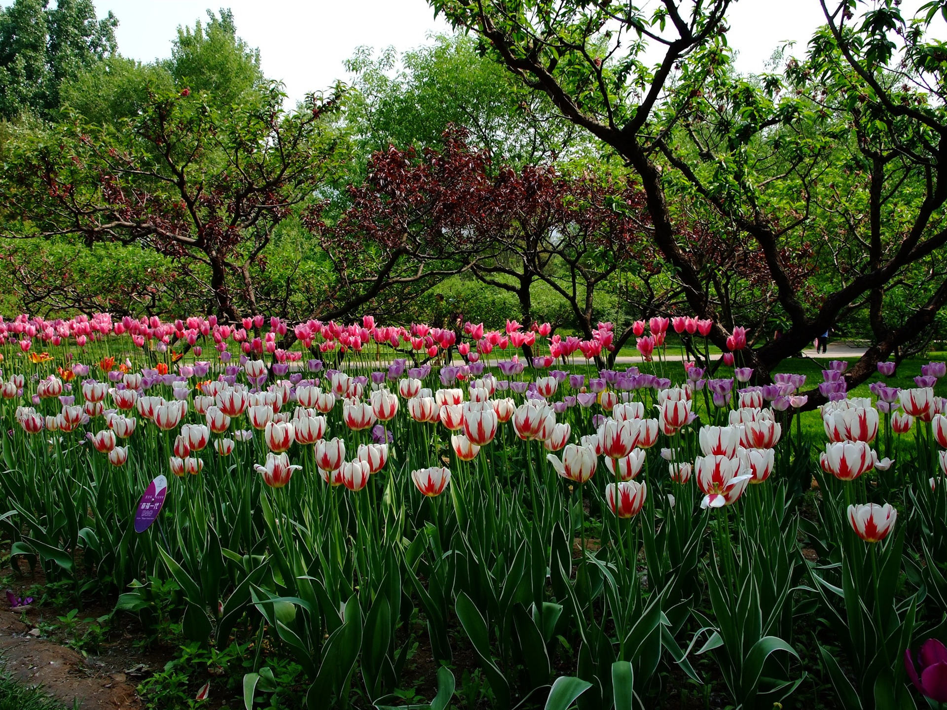 Xiangshan Frühsommer Garten (Bewehren) #4 - 1920x1440