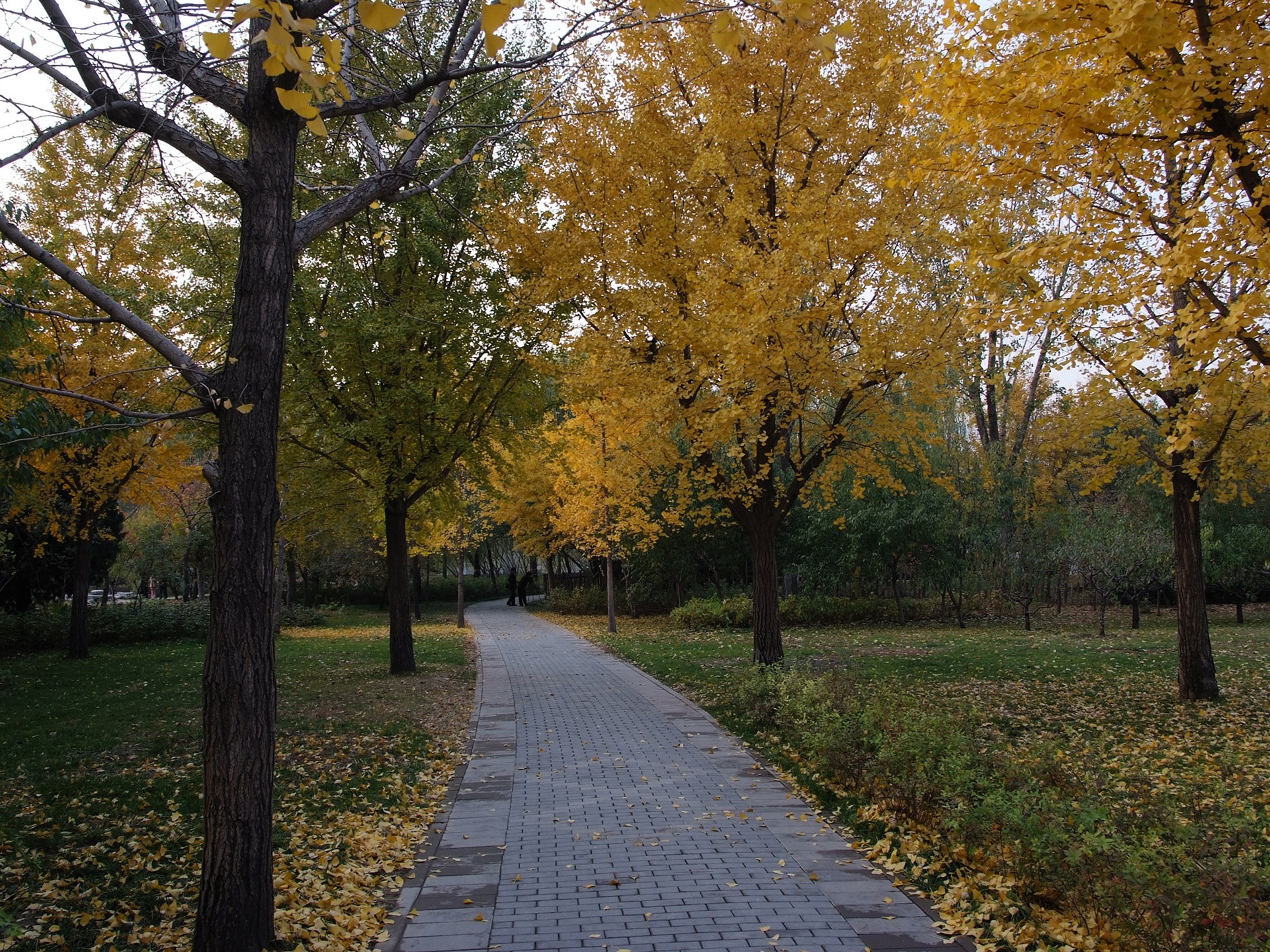 Xiangshan Herbst Garten (Bewehren) #14 - 1920x1440