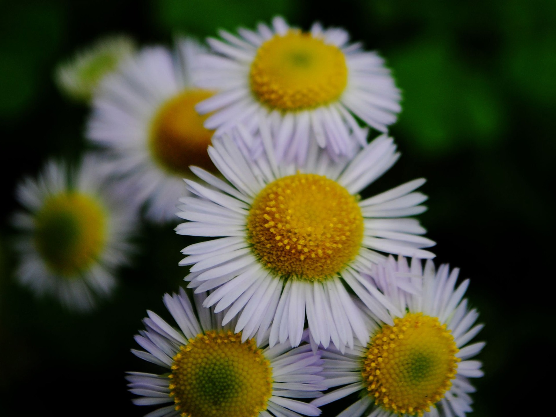 花のマクロ（Pretty in Pinkで526エントリ） #4 - 1920x1440