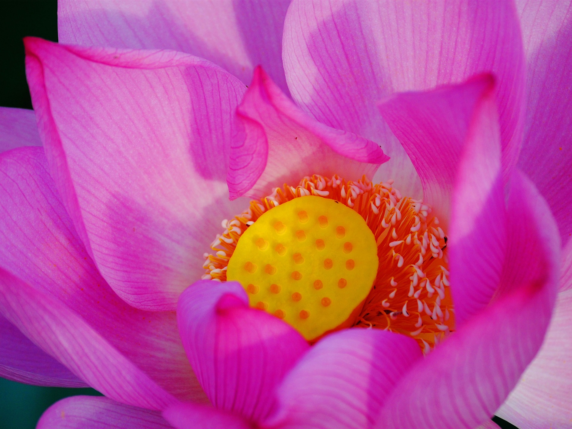 花（Pretty in Pinkで526エントリ） #18 - 1920x1440
