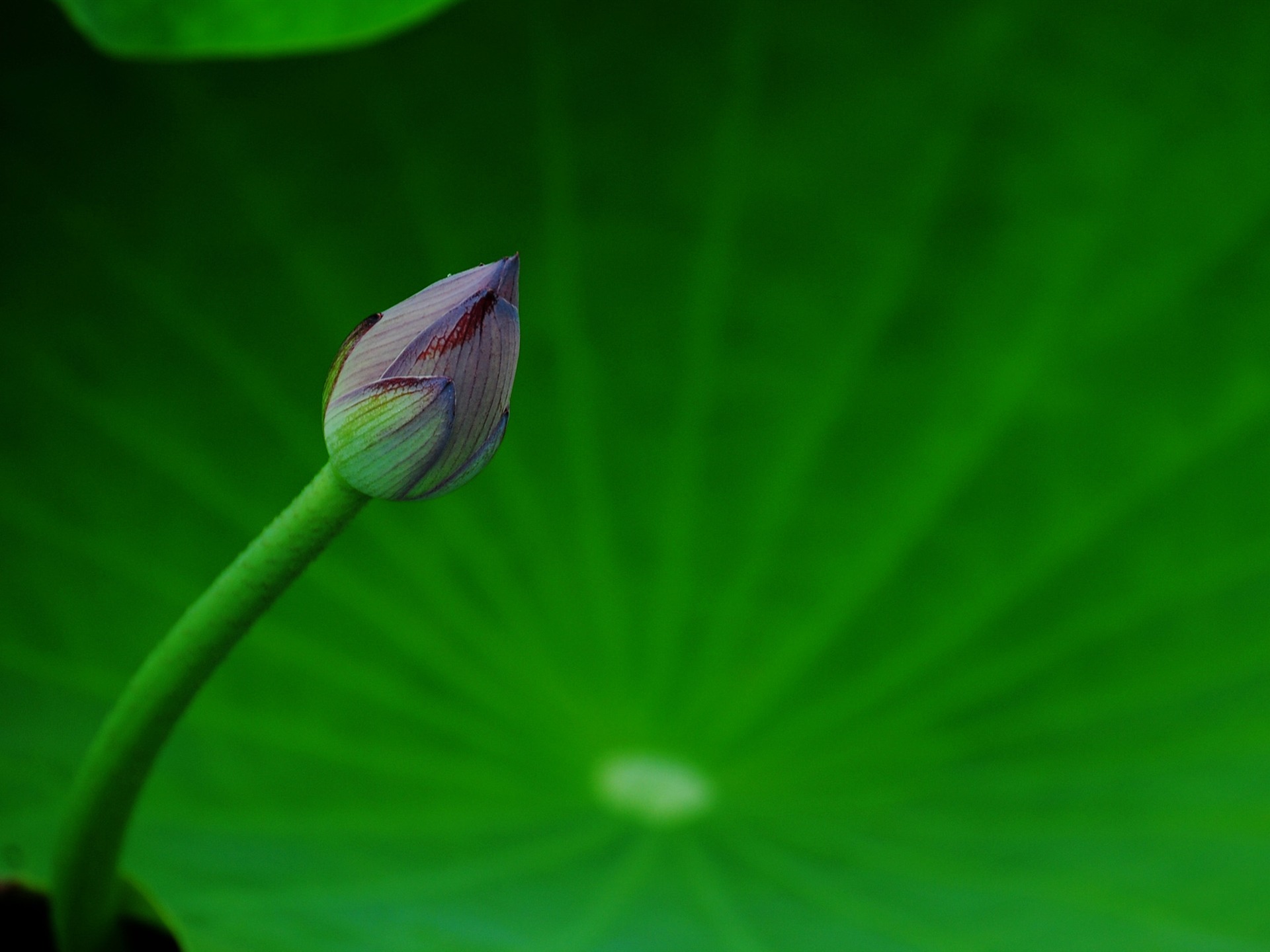 Lotus (Pretty in Pink 526 entries) #16 - 1920x1440