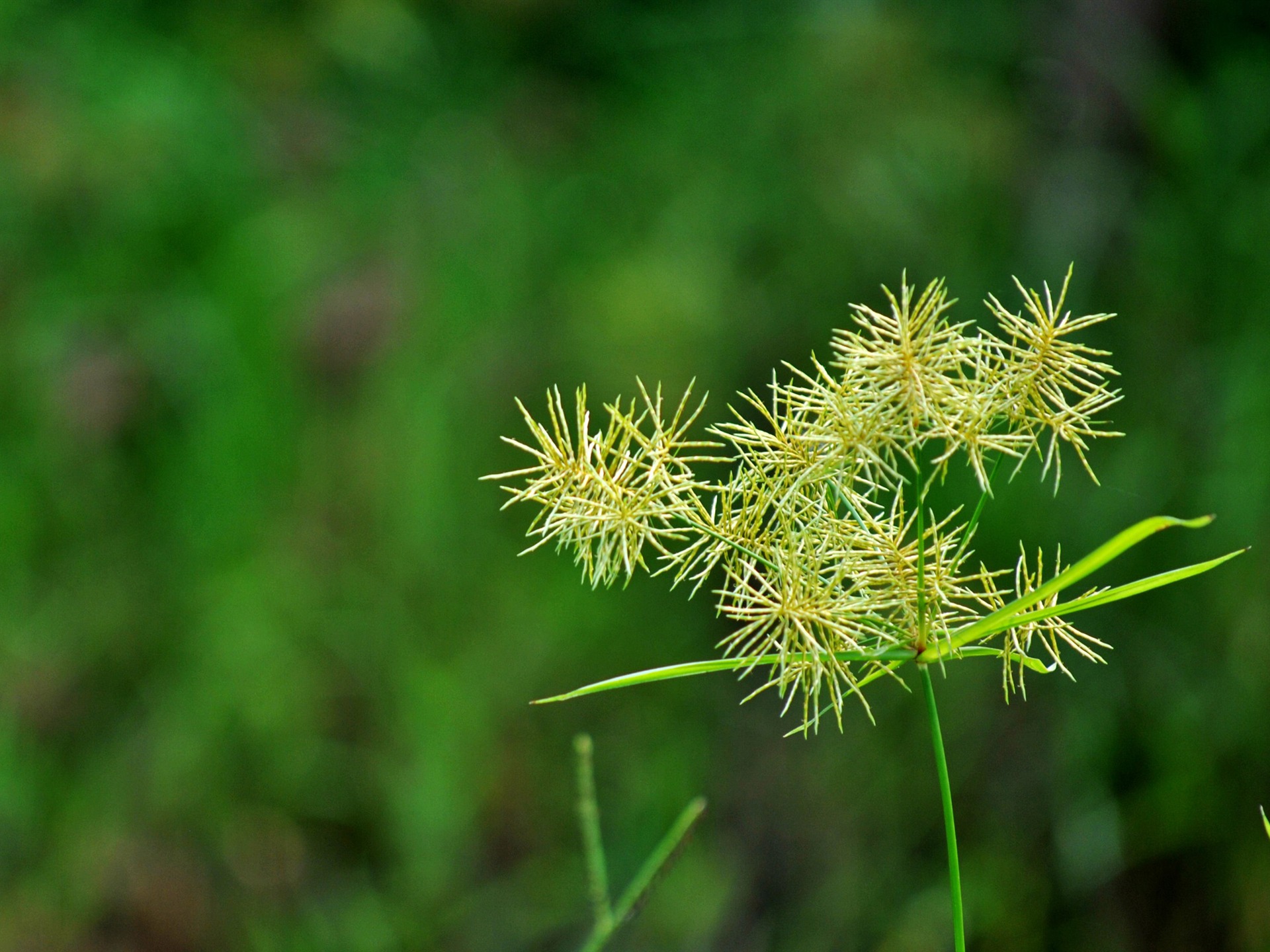 Macro flor de hierba (2) (obras genzhukou) #7 - 1920x1440