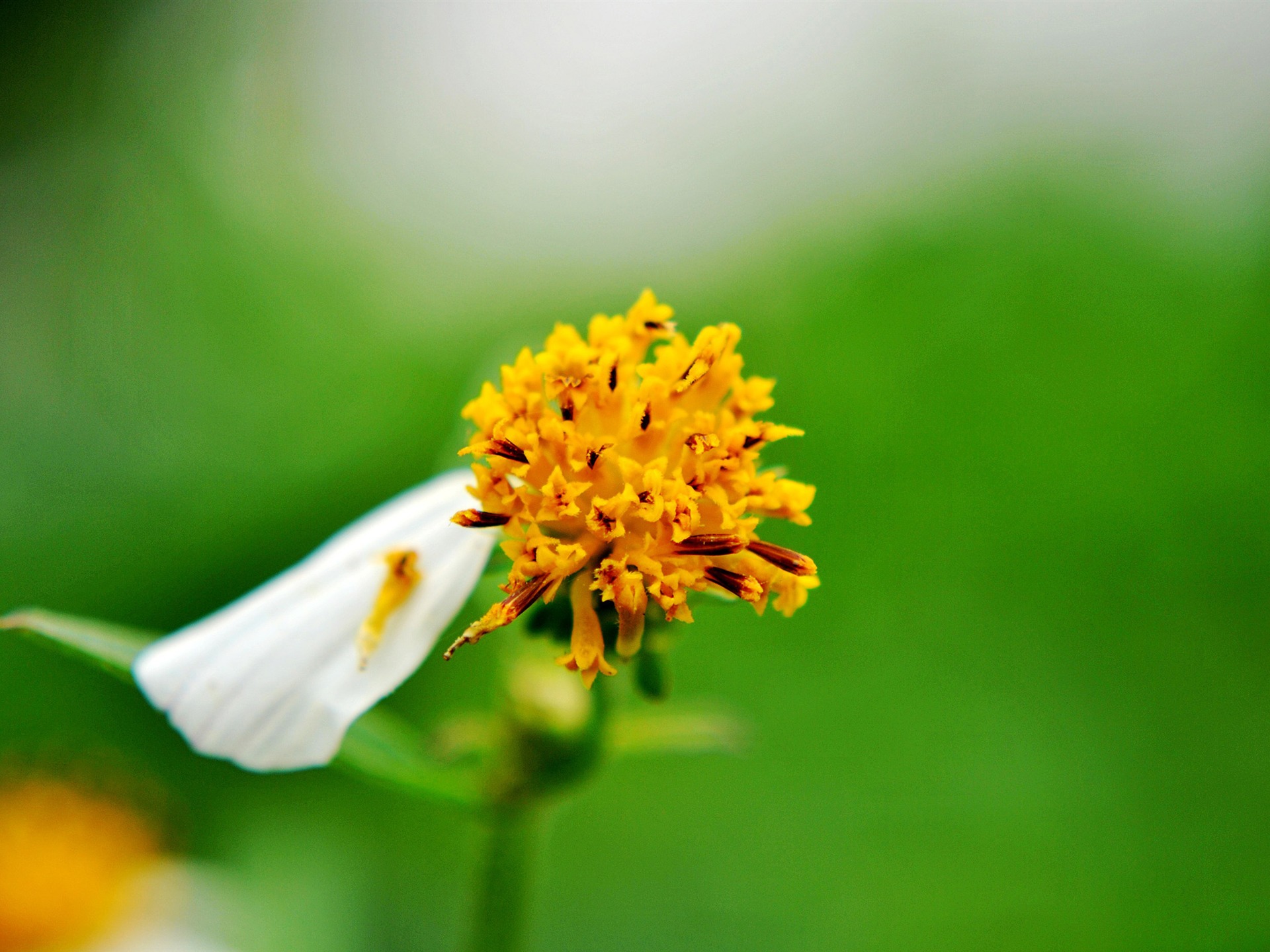 Macro Fleur Grass (2) (travaux genzhukou) #17 - 1920x1440