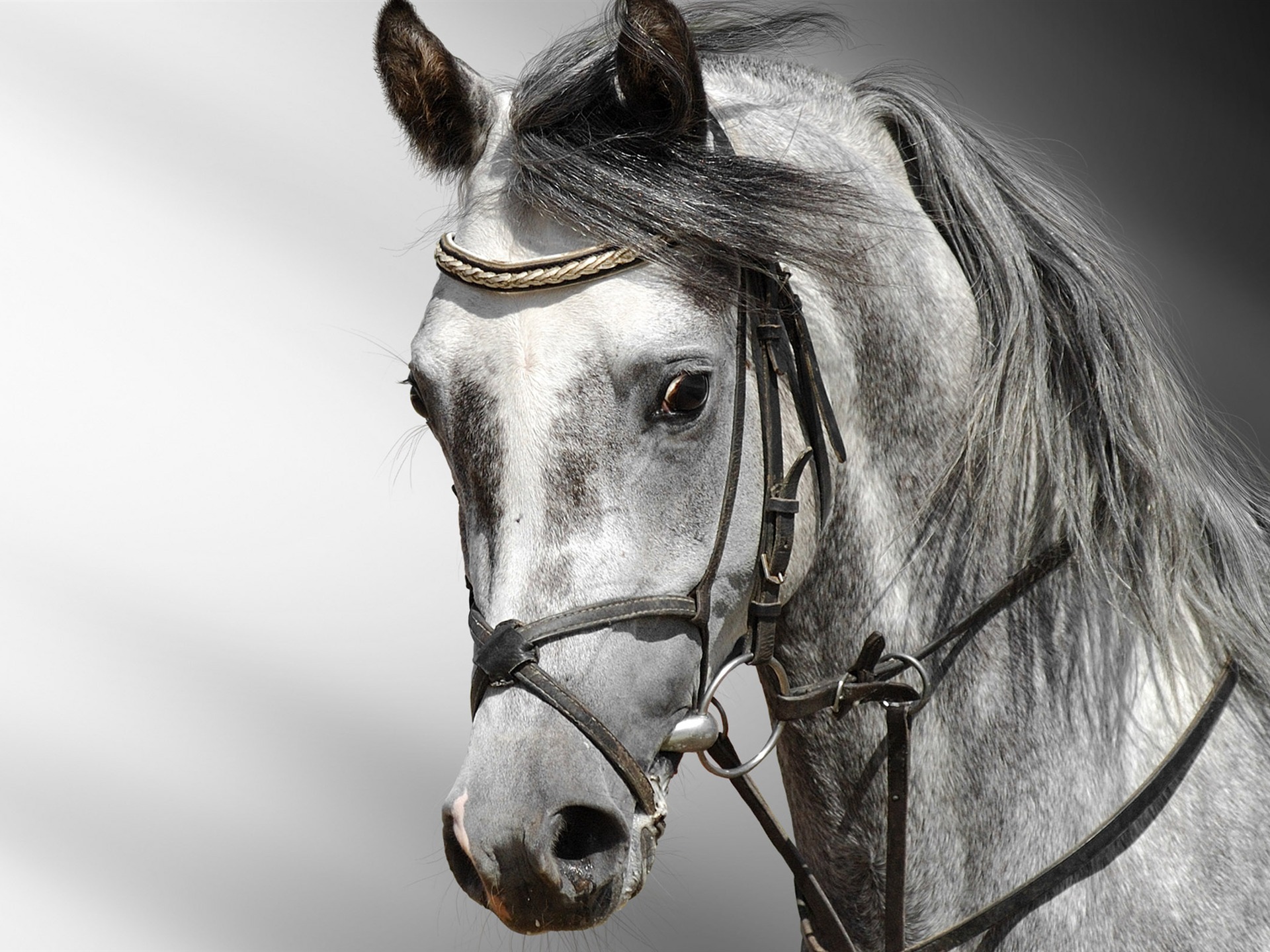 Супер лошадь фото обои (2) #9 - 1920x1440