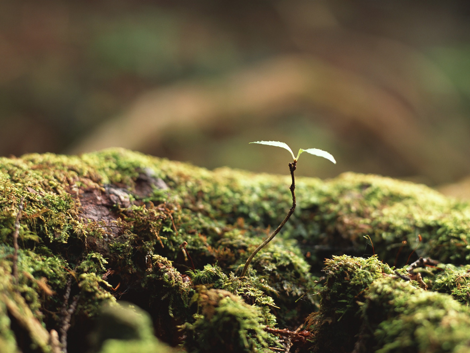 The fresh green shoots close-up wallpaper #3 - 1920x1440