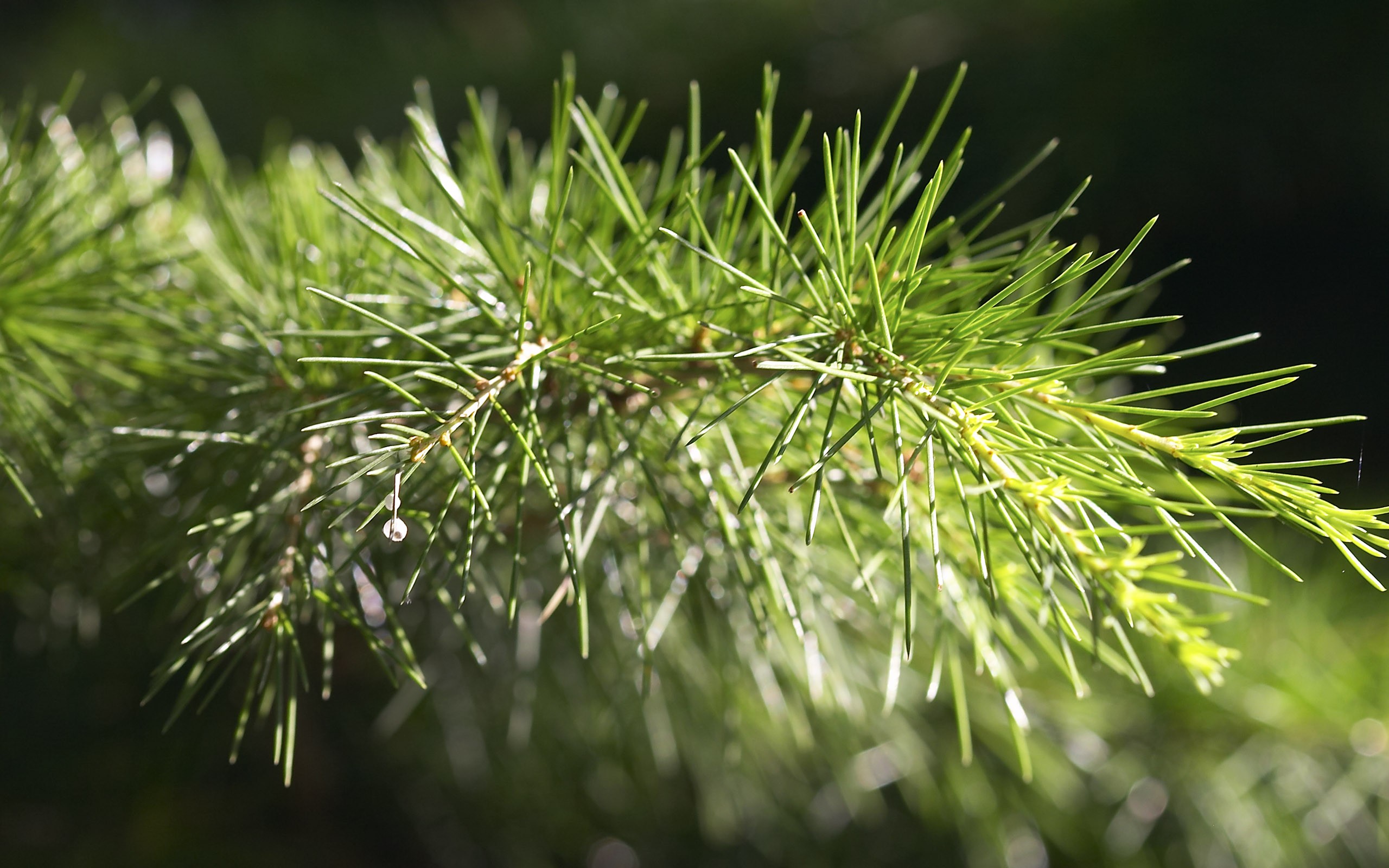 超大葉脈花草高清壁紙 #7 - 2560x1600