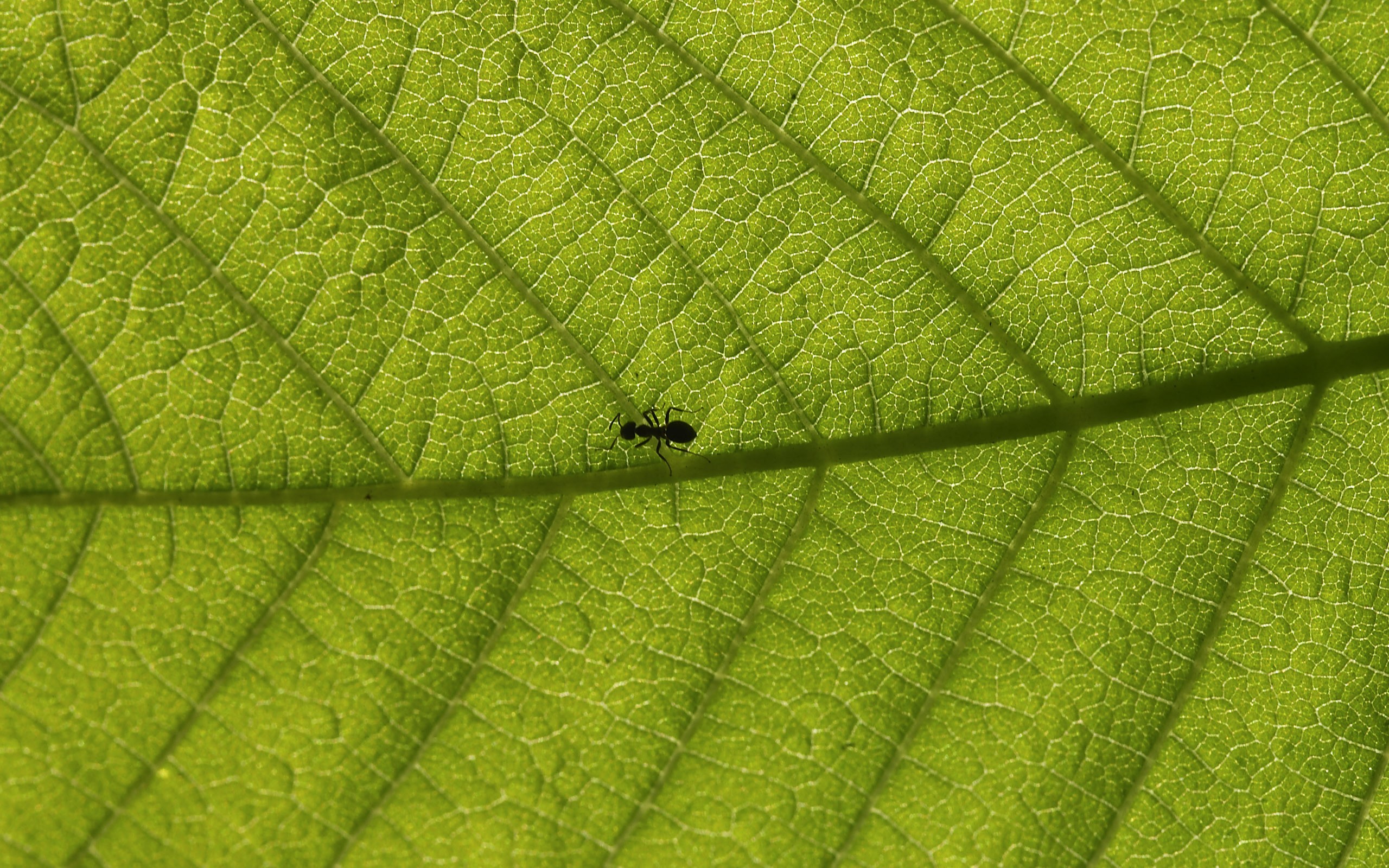 超大叶脉花草高清壁纸18 - 2560x1600