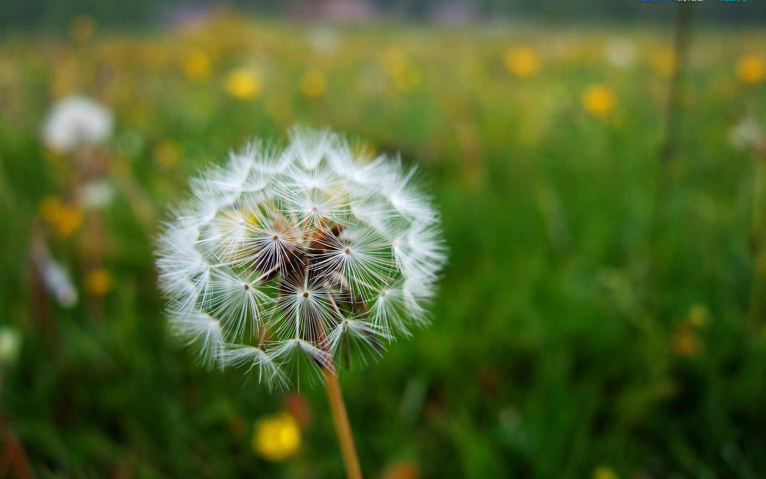 ABA 수집 민요 (1) (웜 매일 작품) #3 - 2560x1600