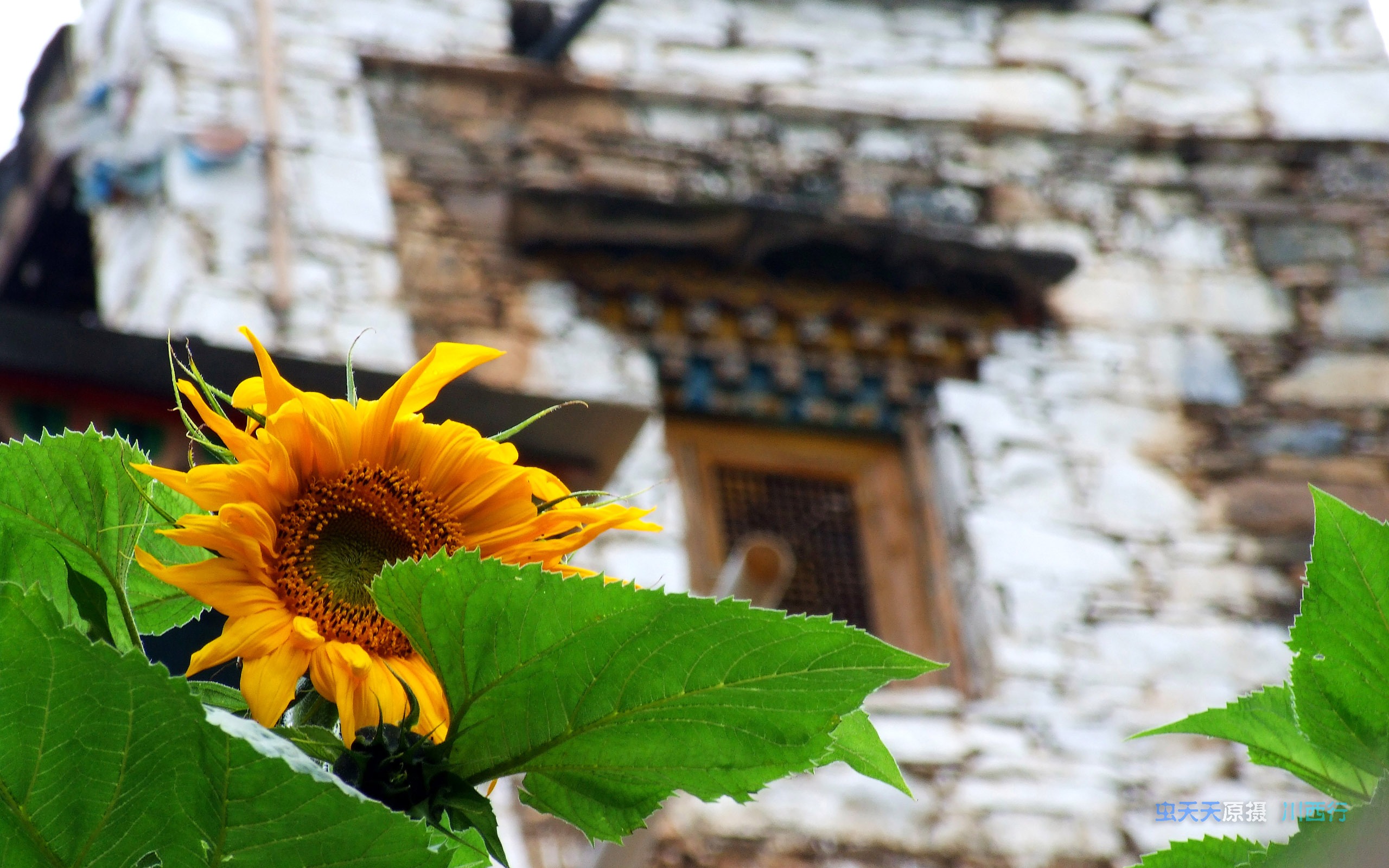 ABA 수집 민요 (1) (웜 매일 작품) #5 - 2560x1600