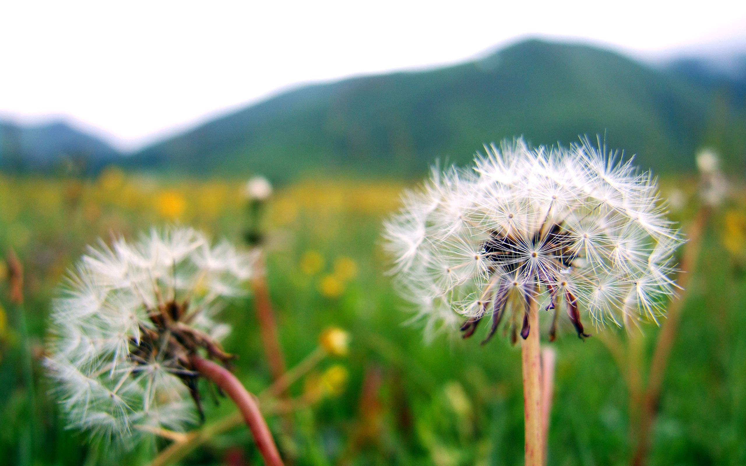 ABA 수집 민요 (1) (웜 매일 작품) #6 - 2560x1600