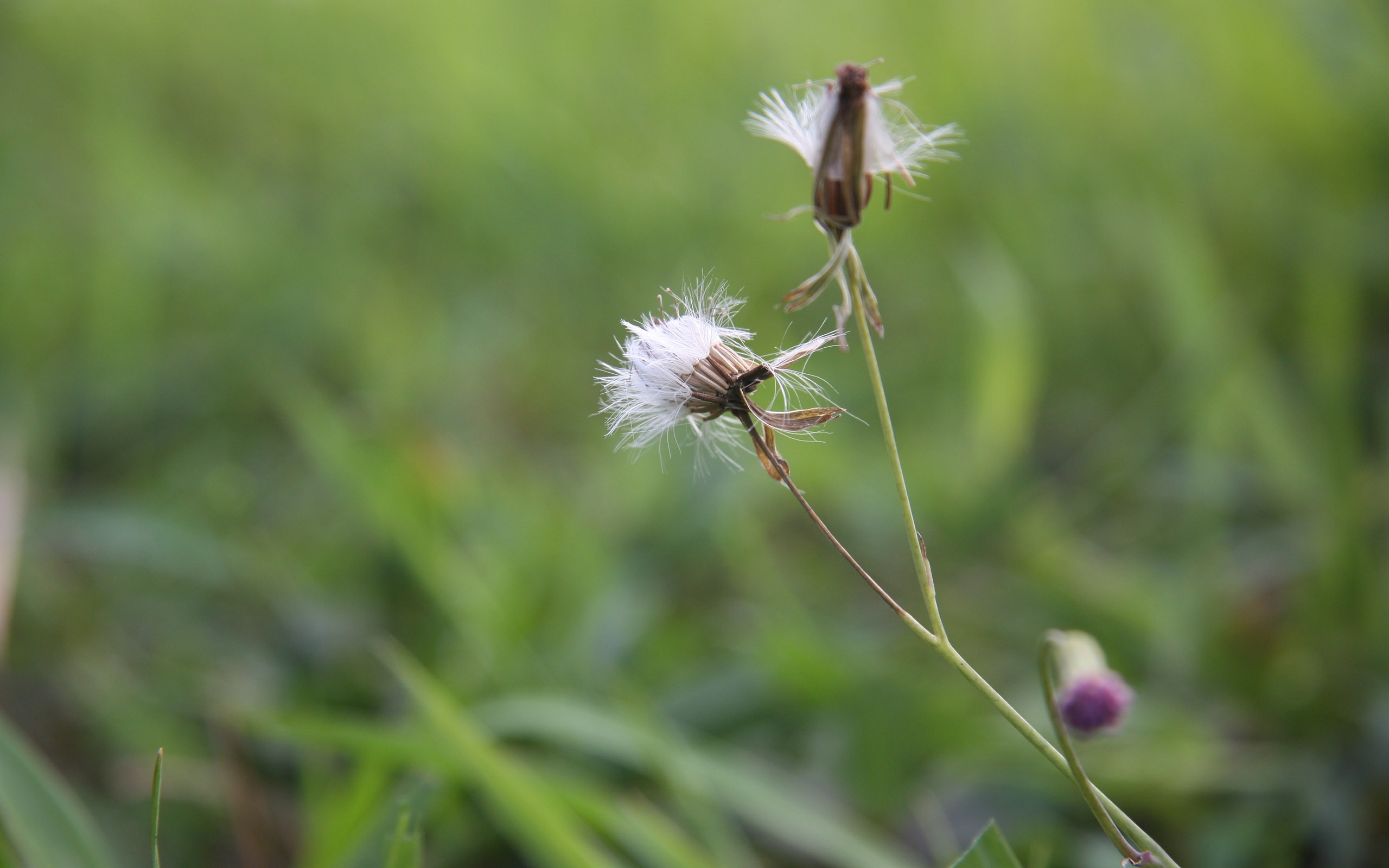 佳能 EOS 450D 样张壁纸 (评测样张)9 - 2560x1600