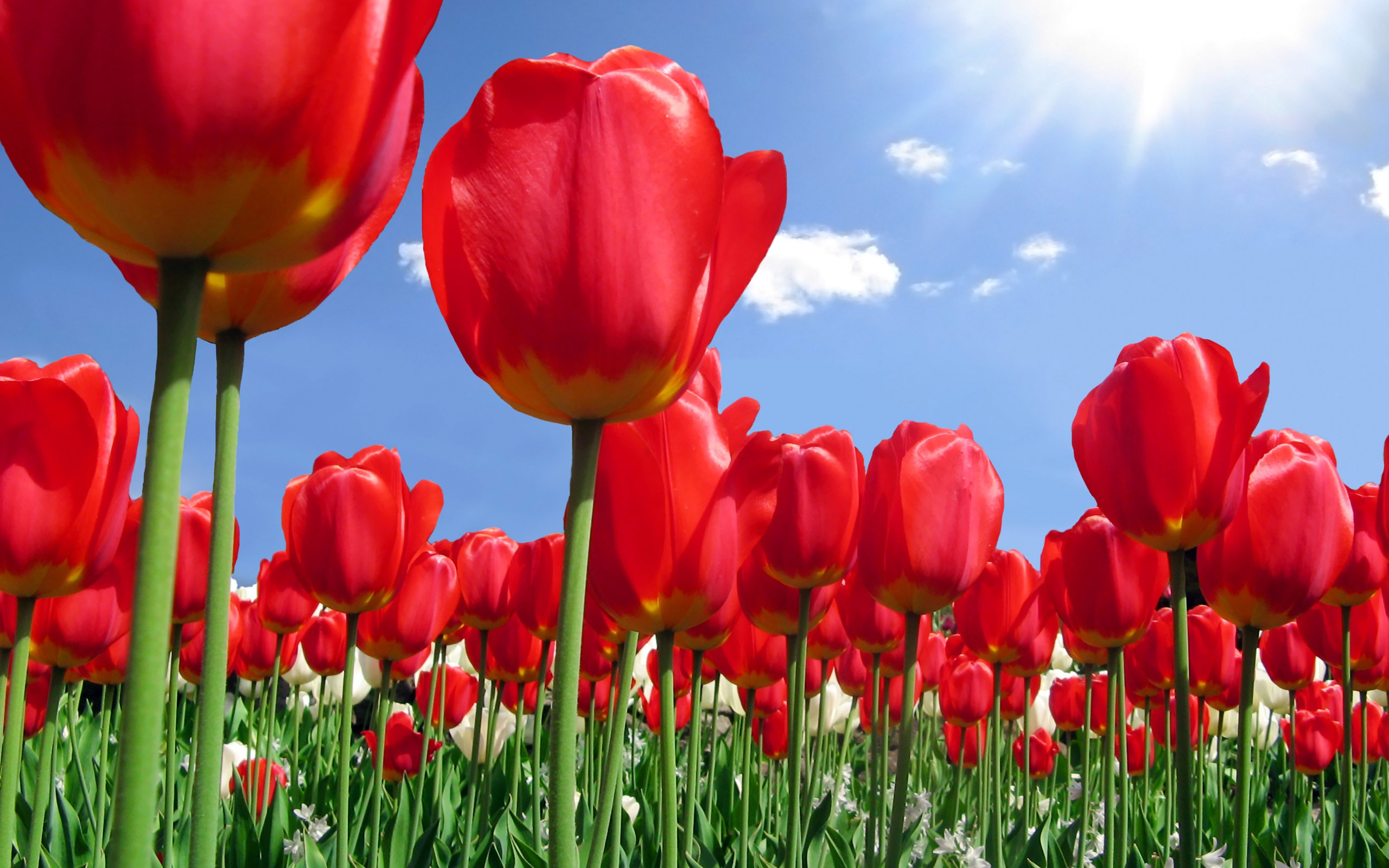Velký tulipán tapety (1) #5 - 2560x1600