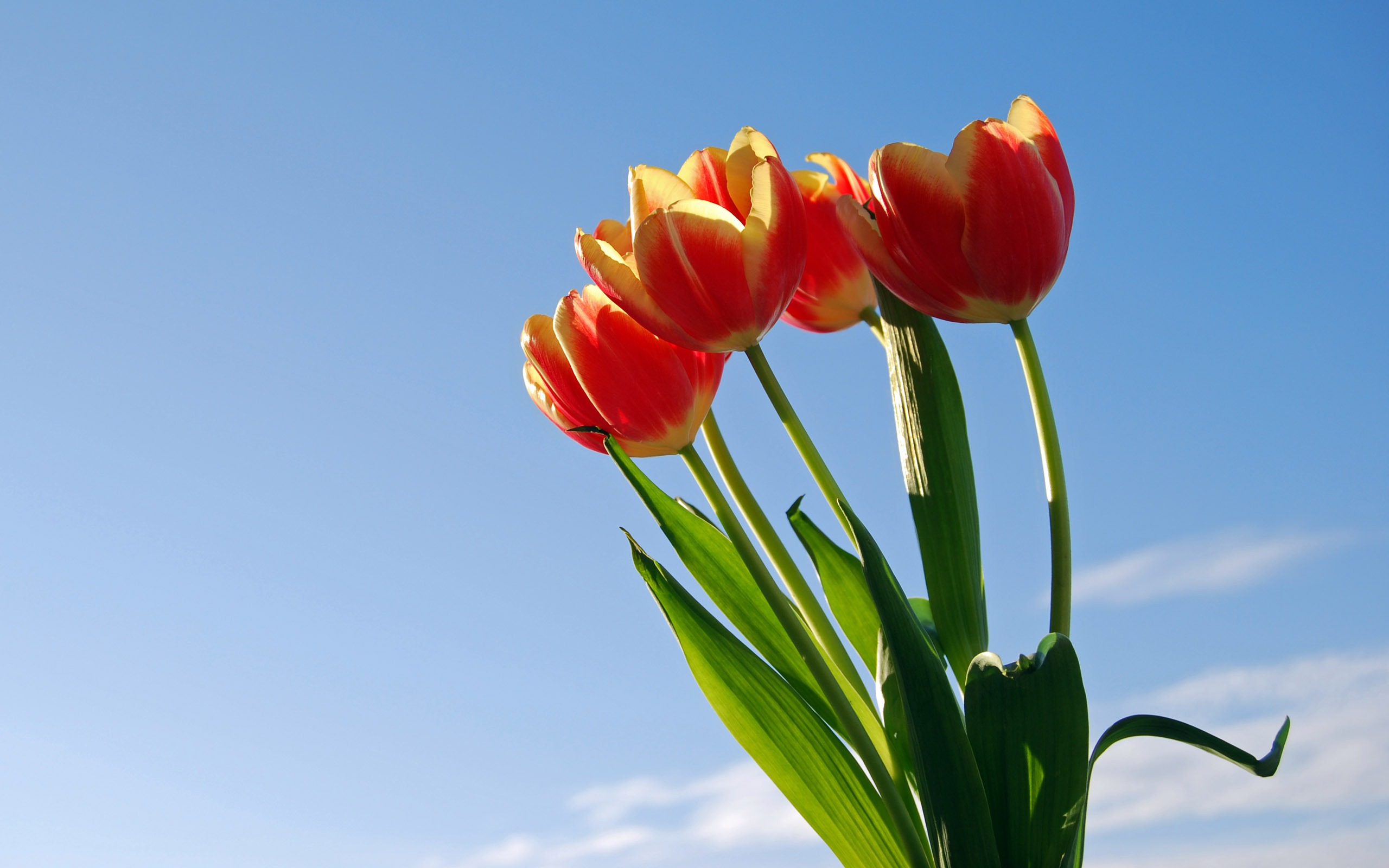 Velký tulipán tapety (1) #19 - 2560x1600
