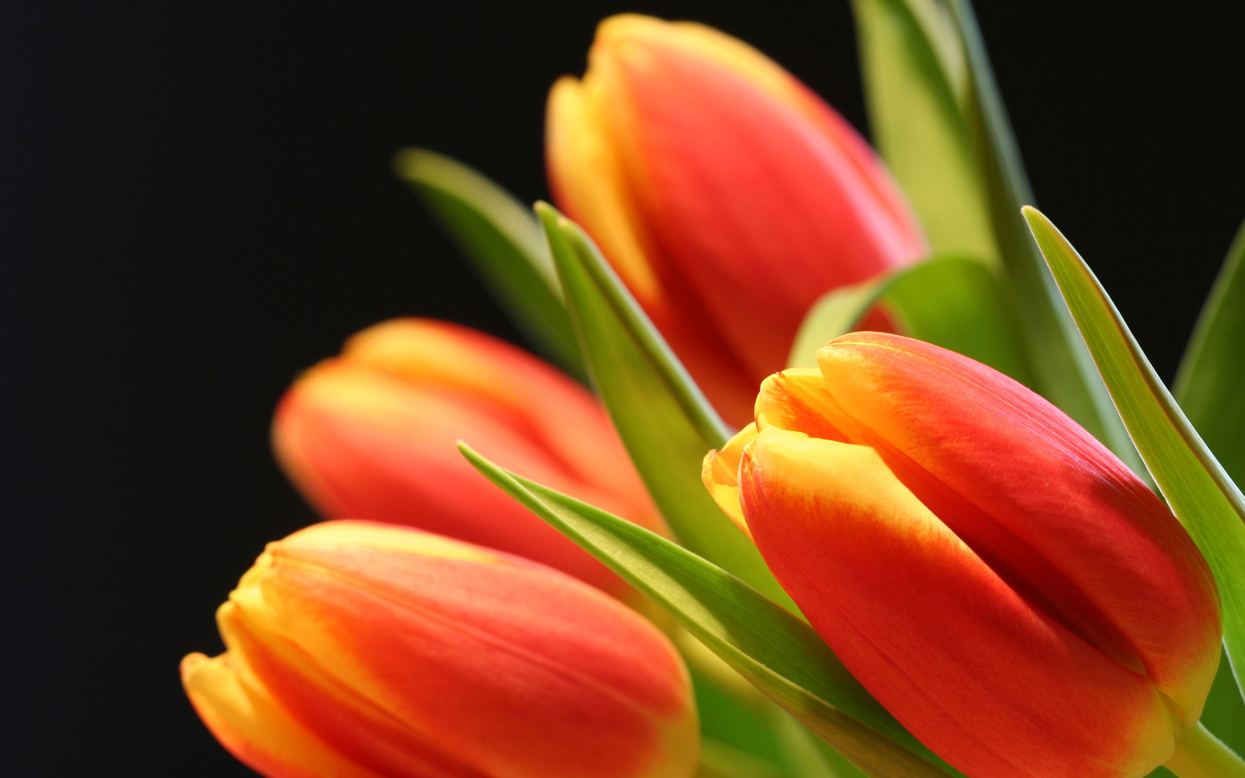 Large tulip wallpaper (2) #12 - 2560x1600