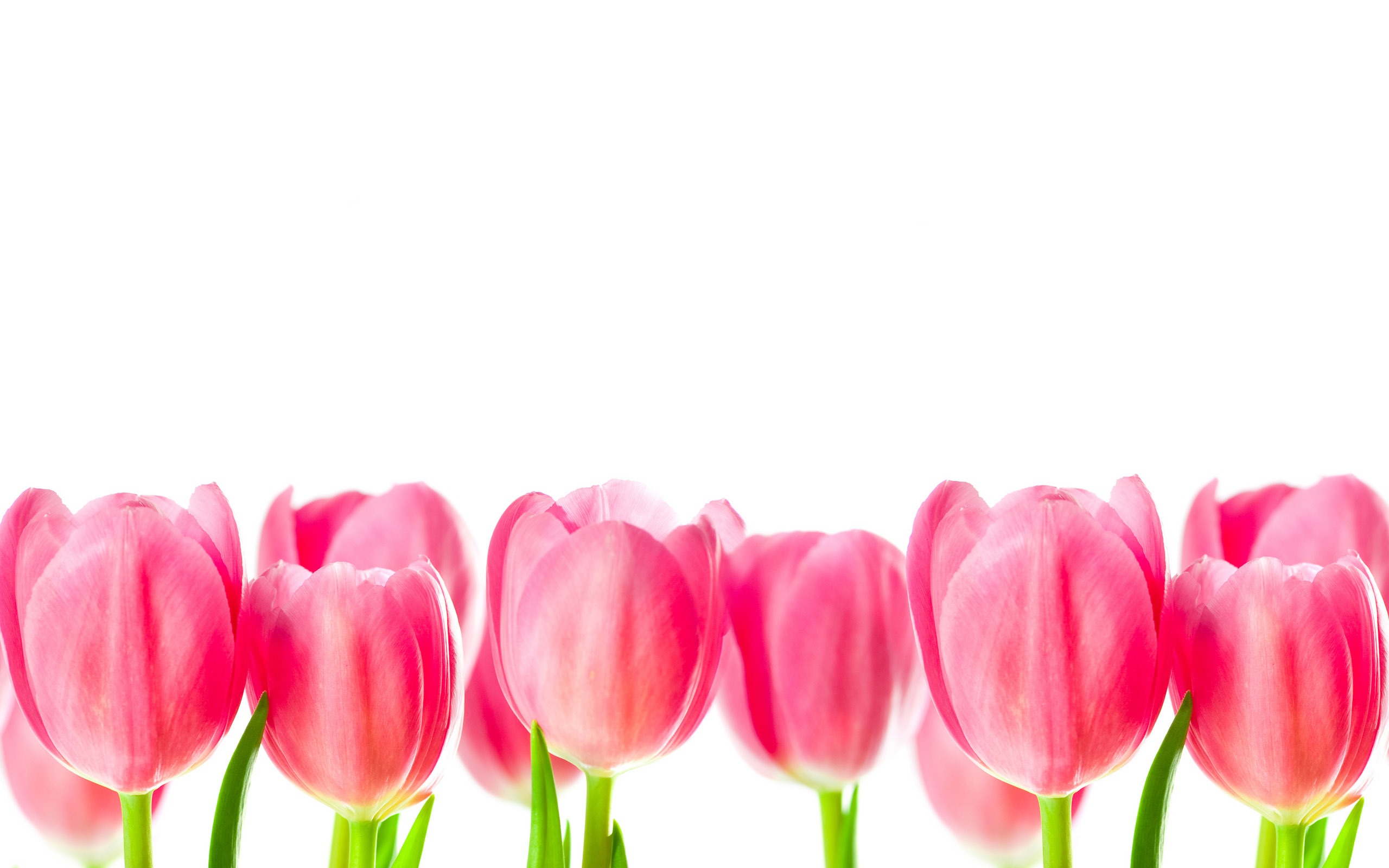 Velký tulipán tapetu (3) #14 - 2560x1600