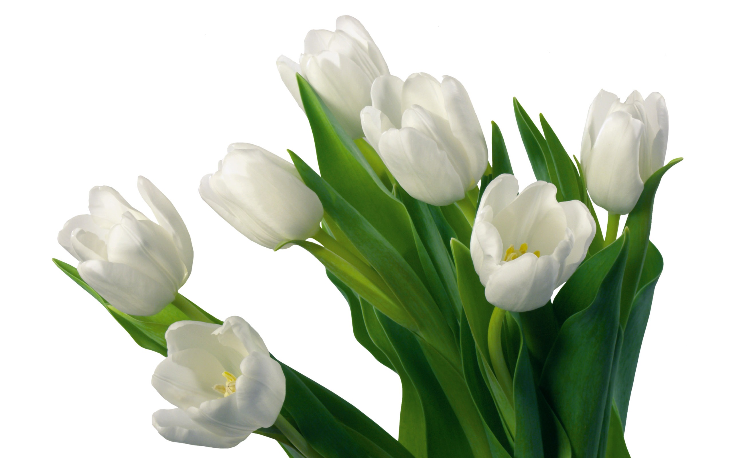 fondos de escritorio de gran tulipán (4) #18 - 2560x1600