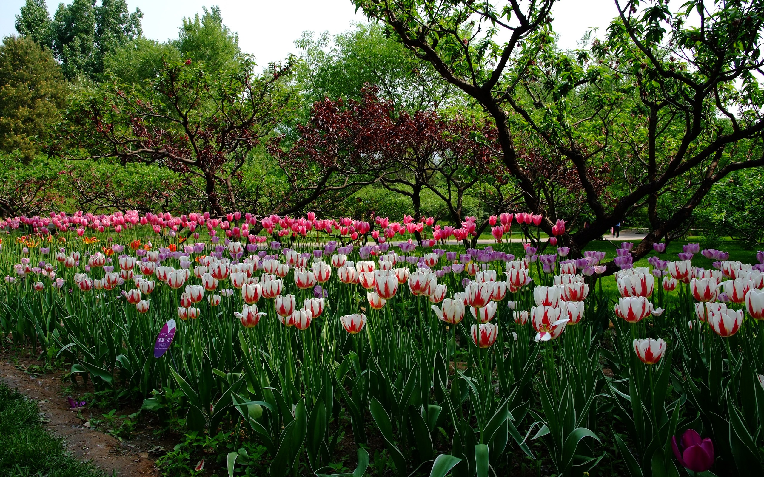 Xiangshan 초여름 정원 (철근 작품) #4 - 2560x1600