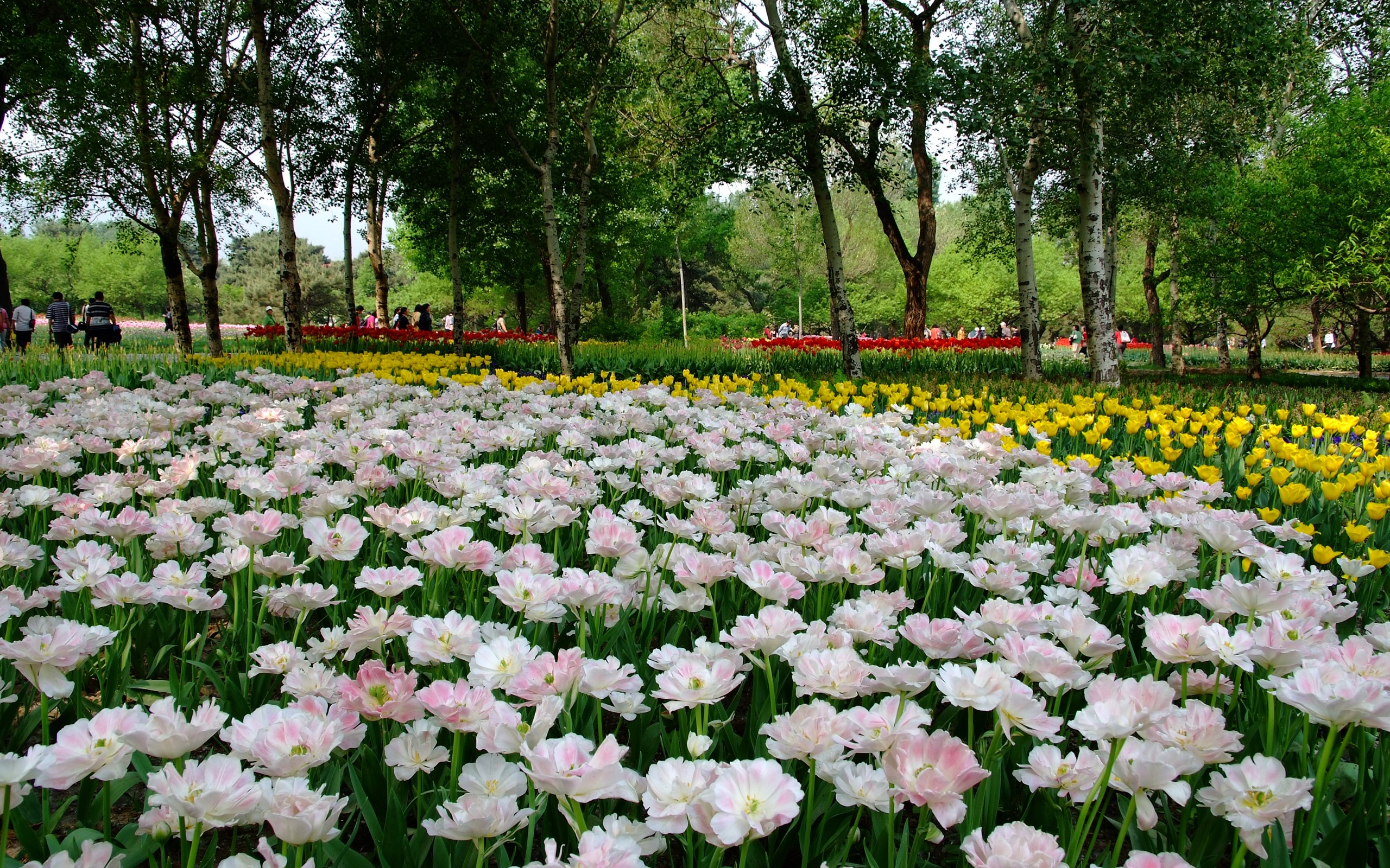 Xiangshan 초여름 정원 (철근 작품) #5 - 2560x1600