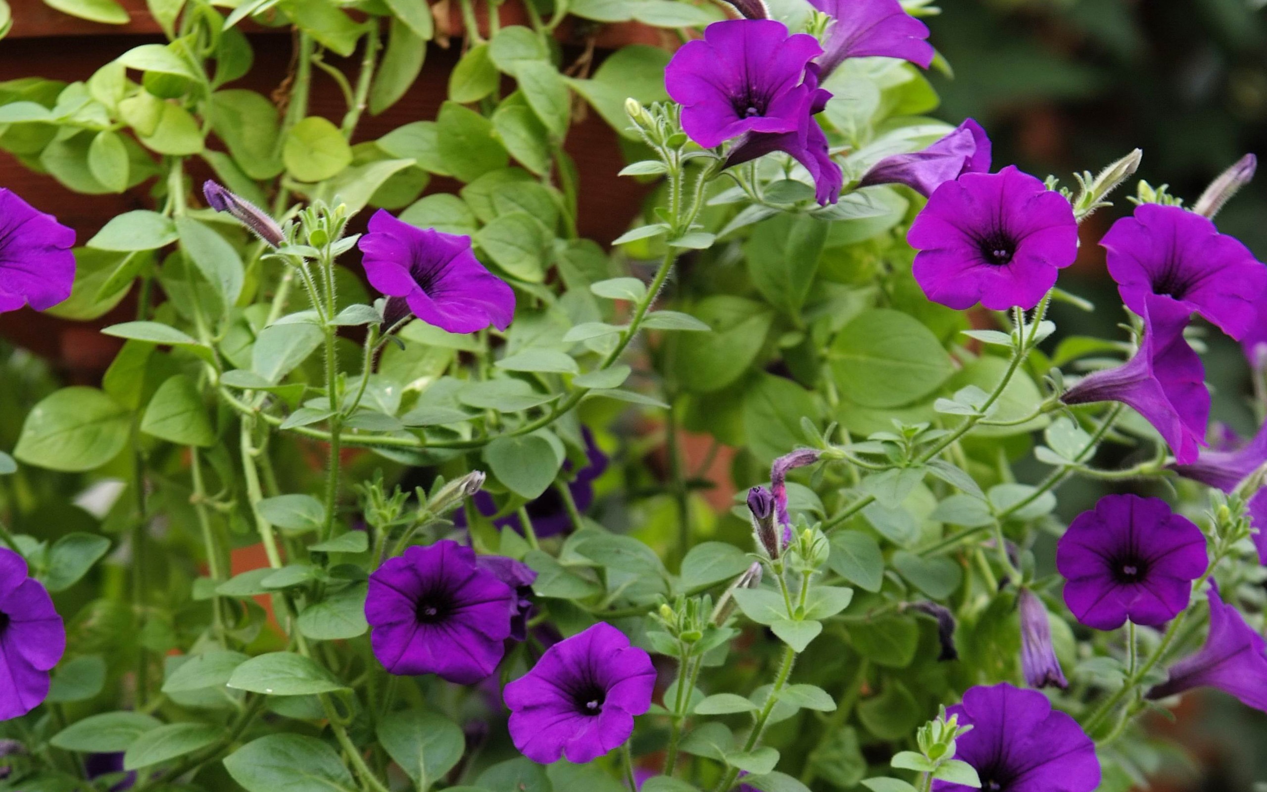 北京花卉大觀園隨拍(螺紋鋼作品) #6 - 2560x1600