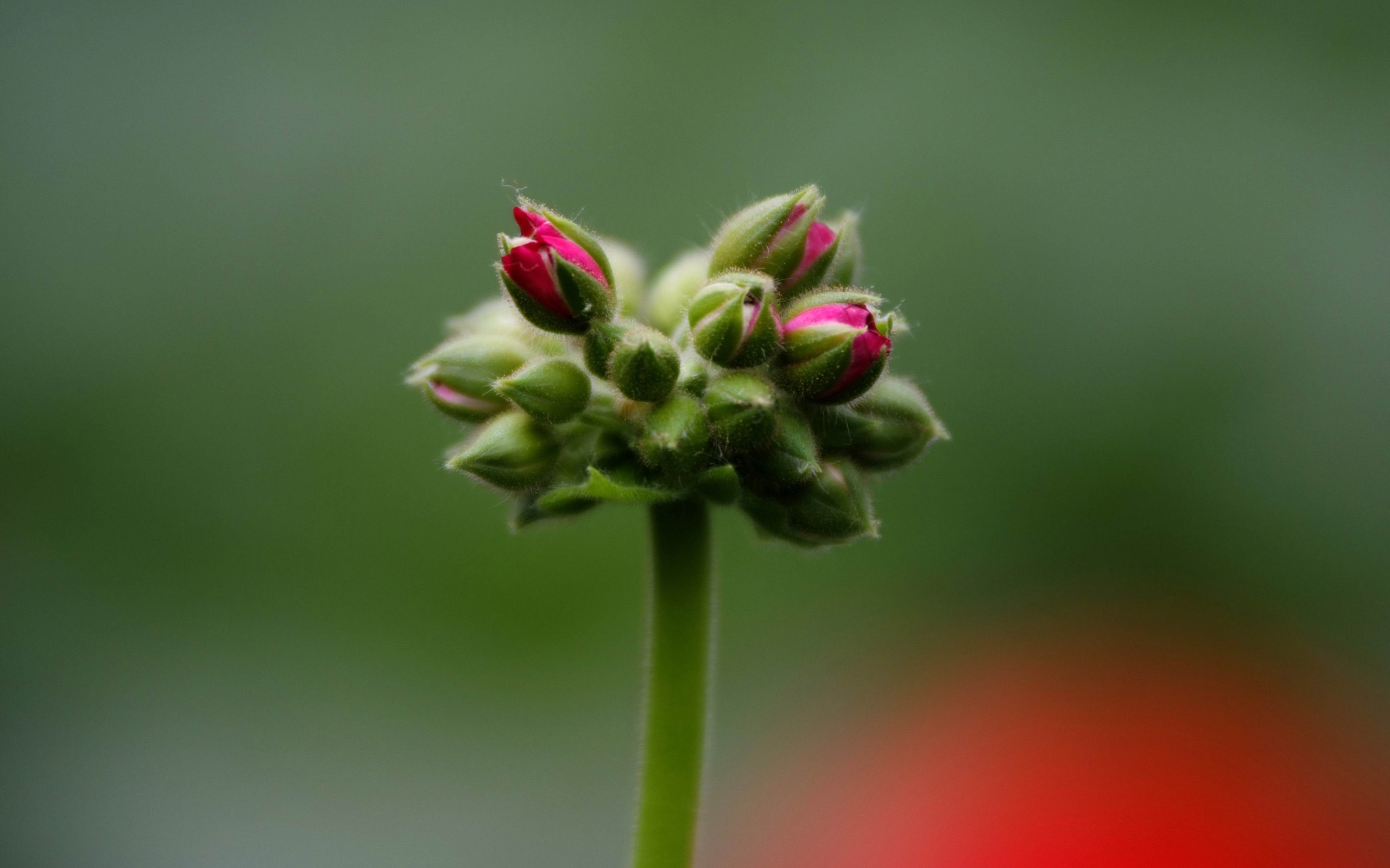 북경 그랜드 가든 꽃 영화보기 (철근 작품) #7 - 2560x1600