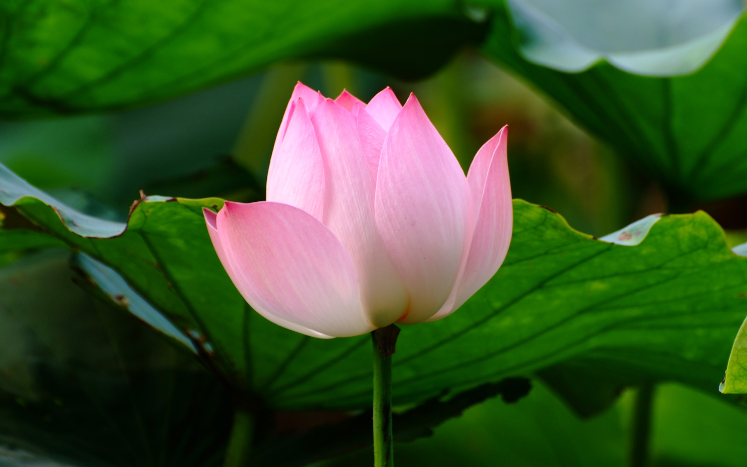 Rose Garden de la Lotus (œuvres des barres d'armature) #5 - 2560x1600