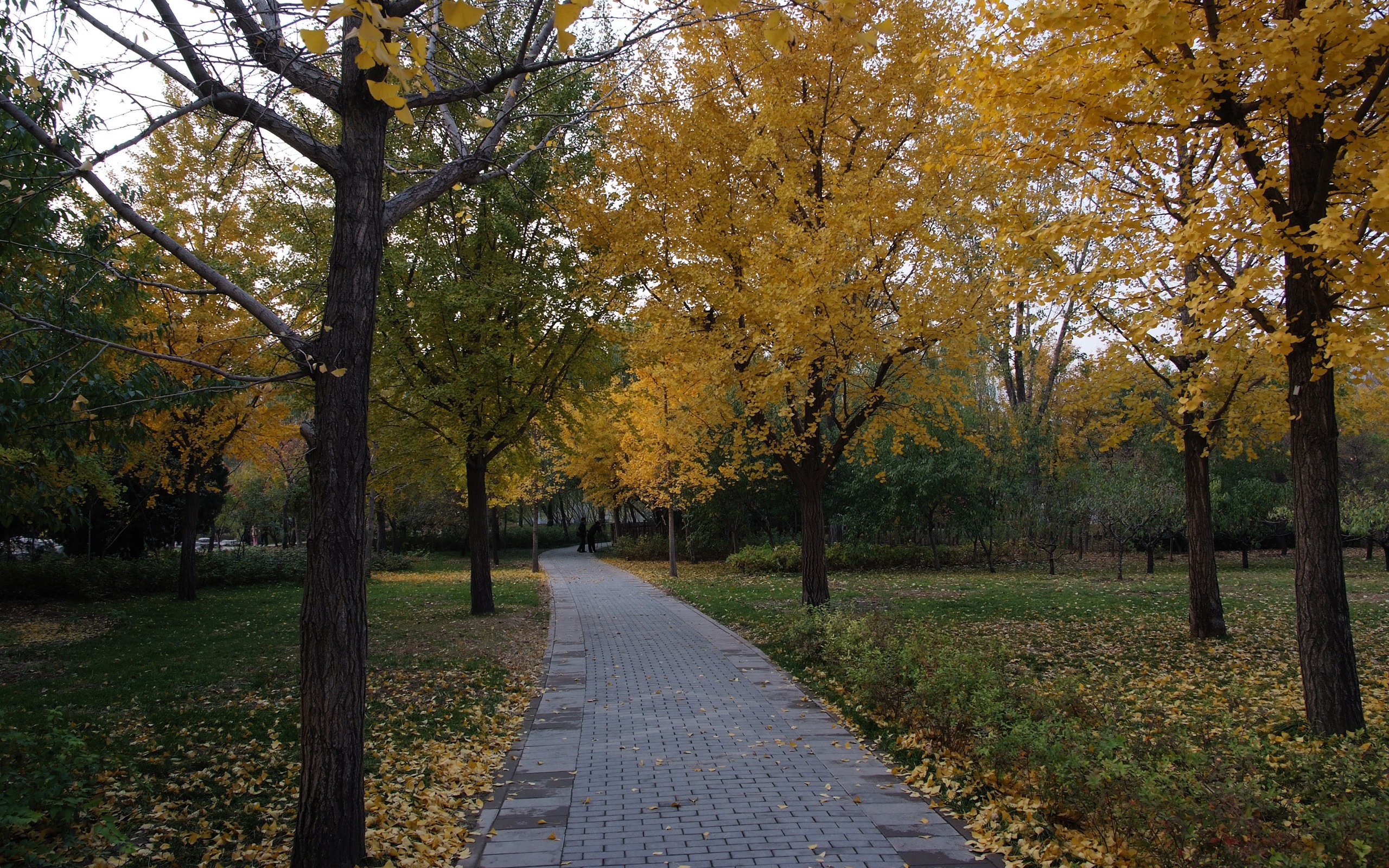 Xiangshan Herbst Garten (Bewehren) #14 - 2560x1600
