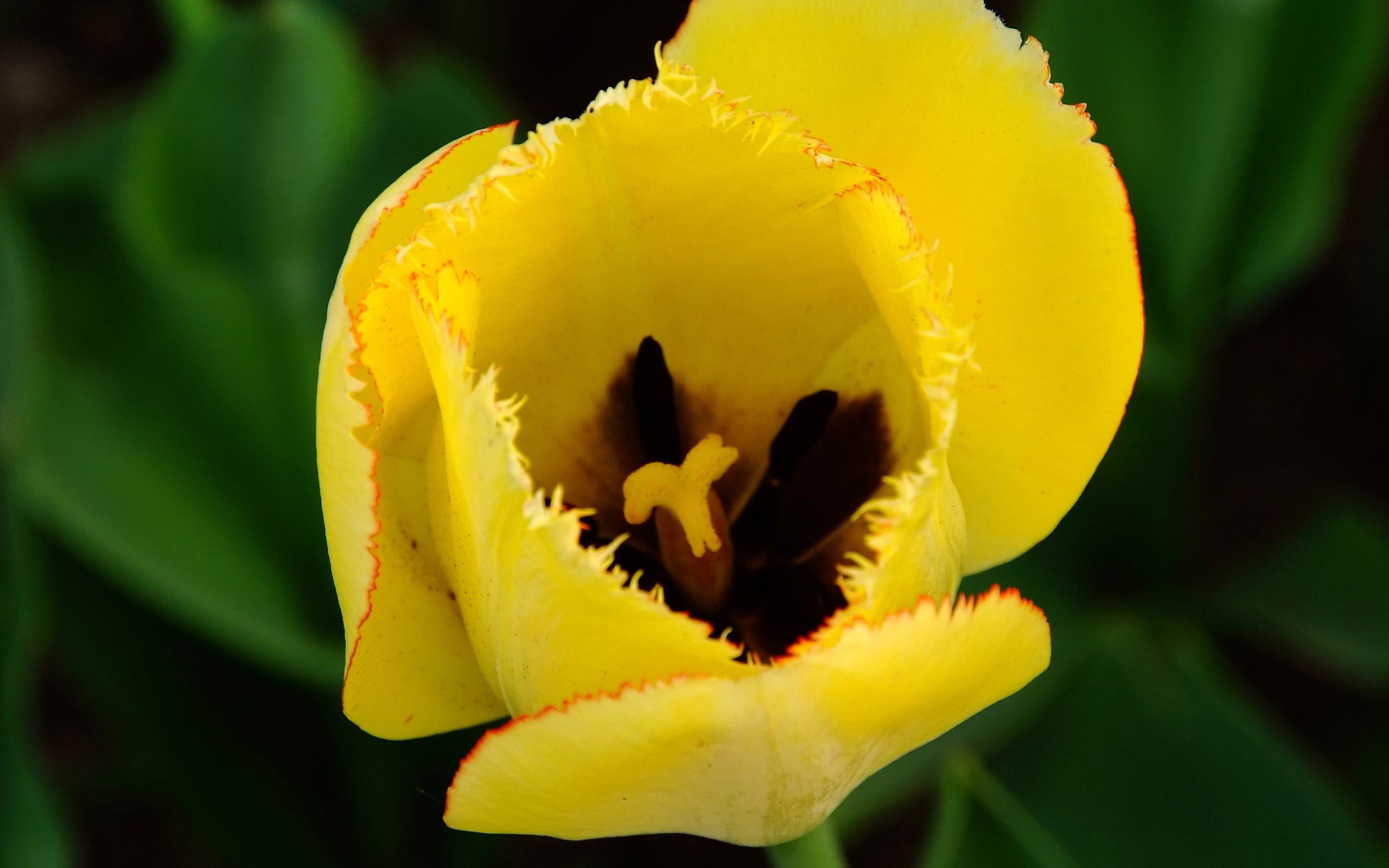 Animal Flower Macro (Bewehren) #4 - 2560x1600